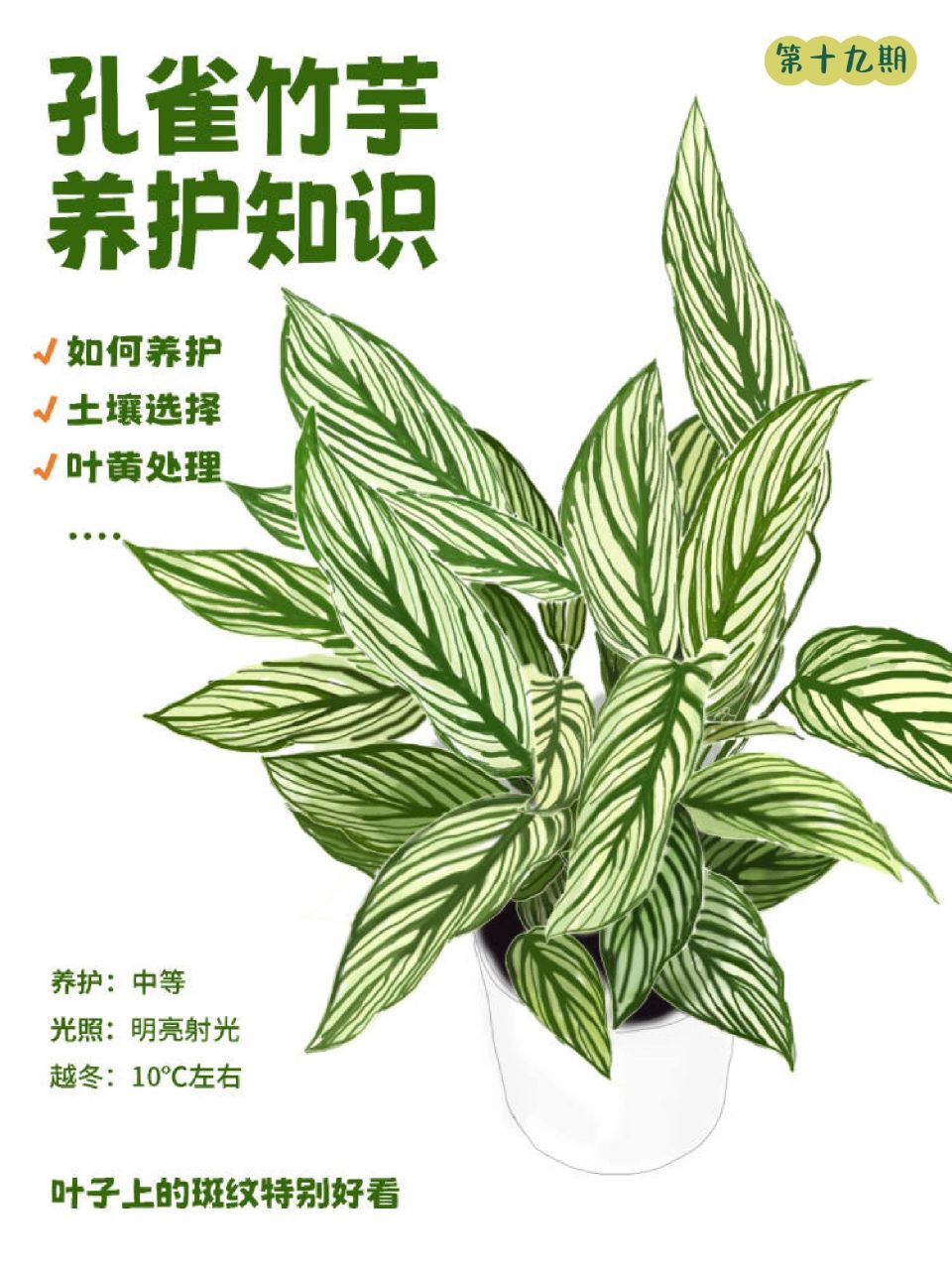 孔雀竹芋养护方法,教你轻松养出大孔雀!