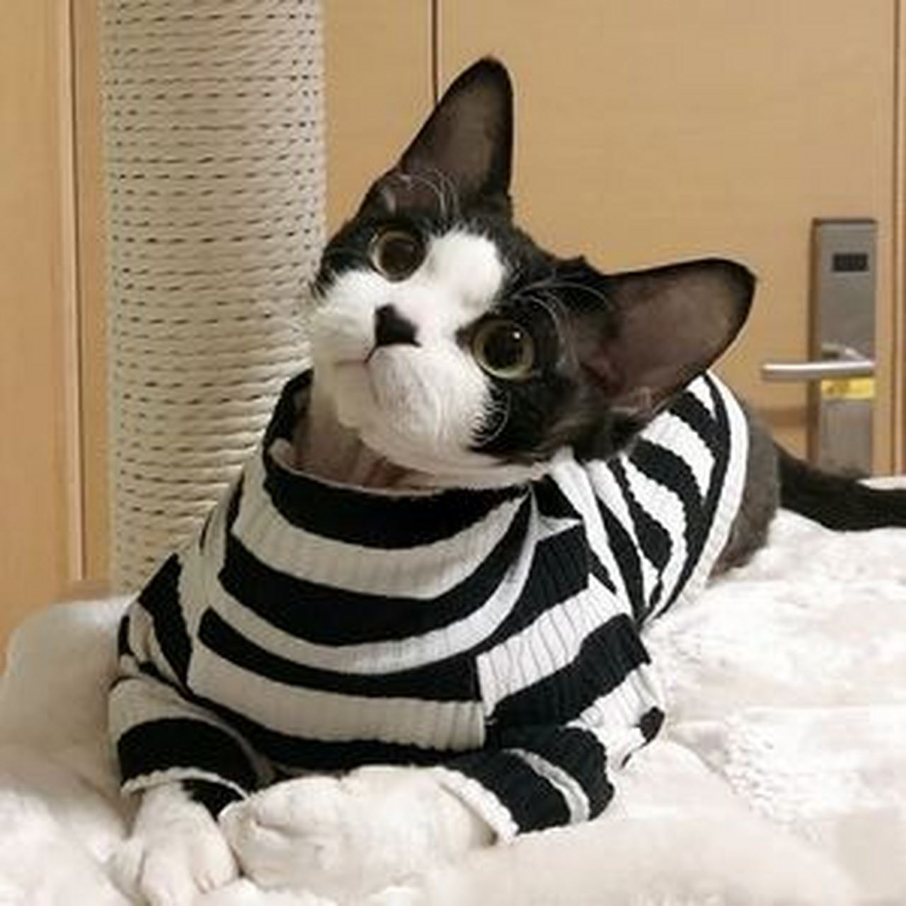 德文猫是一种源自英国德文郡的猫种,拥有独特的体型和美丽的被毛.