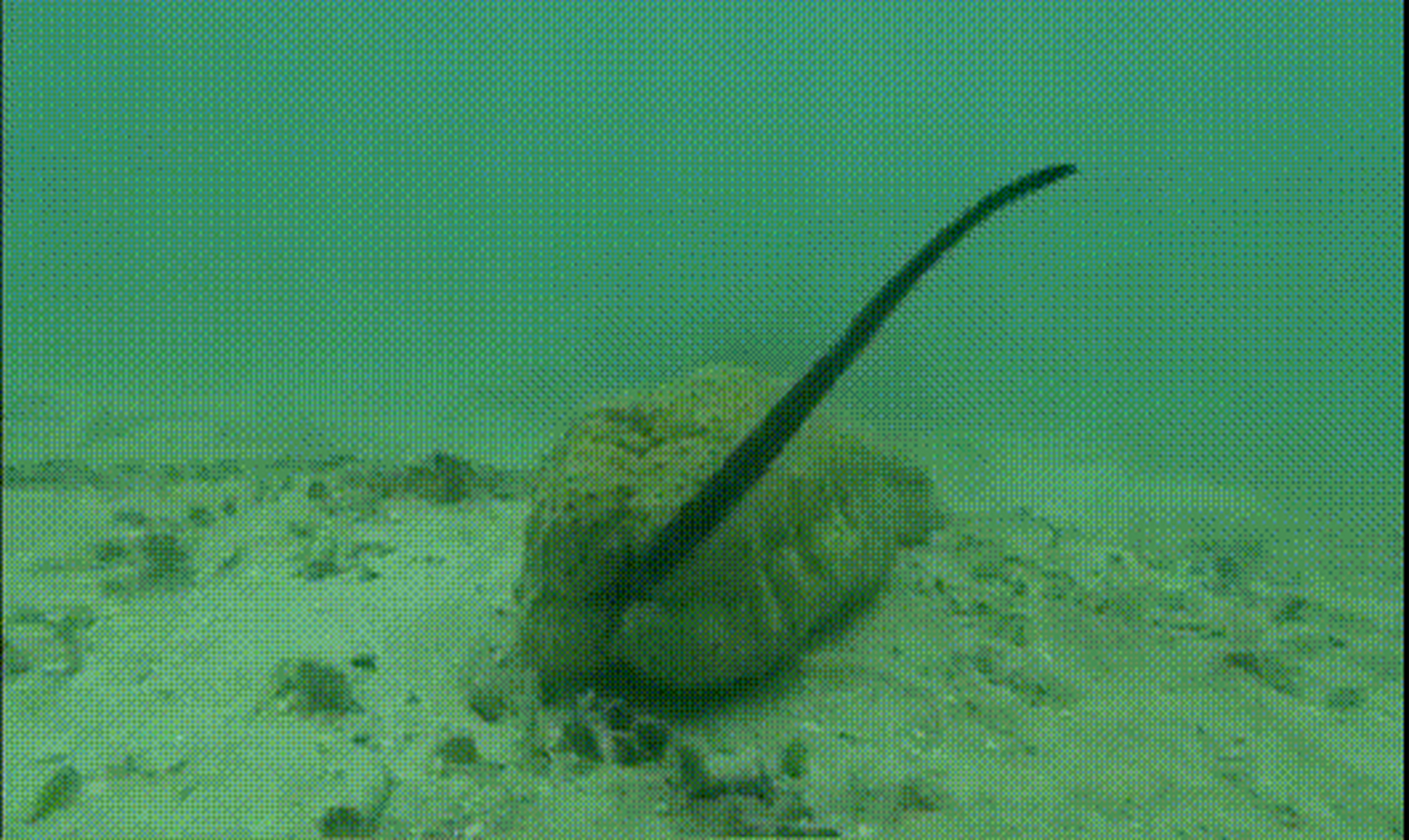 搞笑gif动图:搞笑最后一张,这是一只全身透明的鳗鱼,大自然真的好神奇