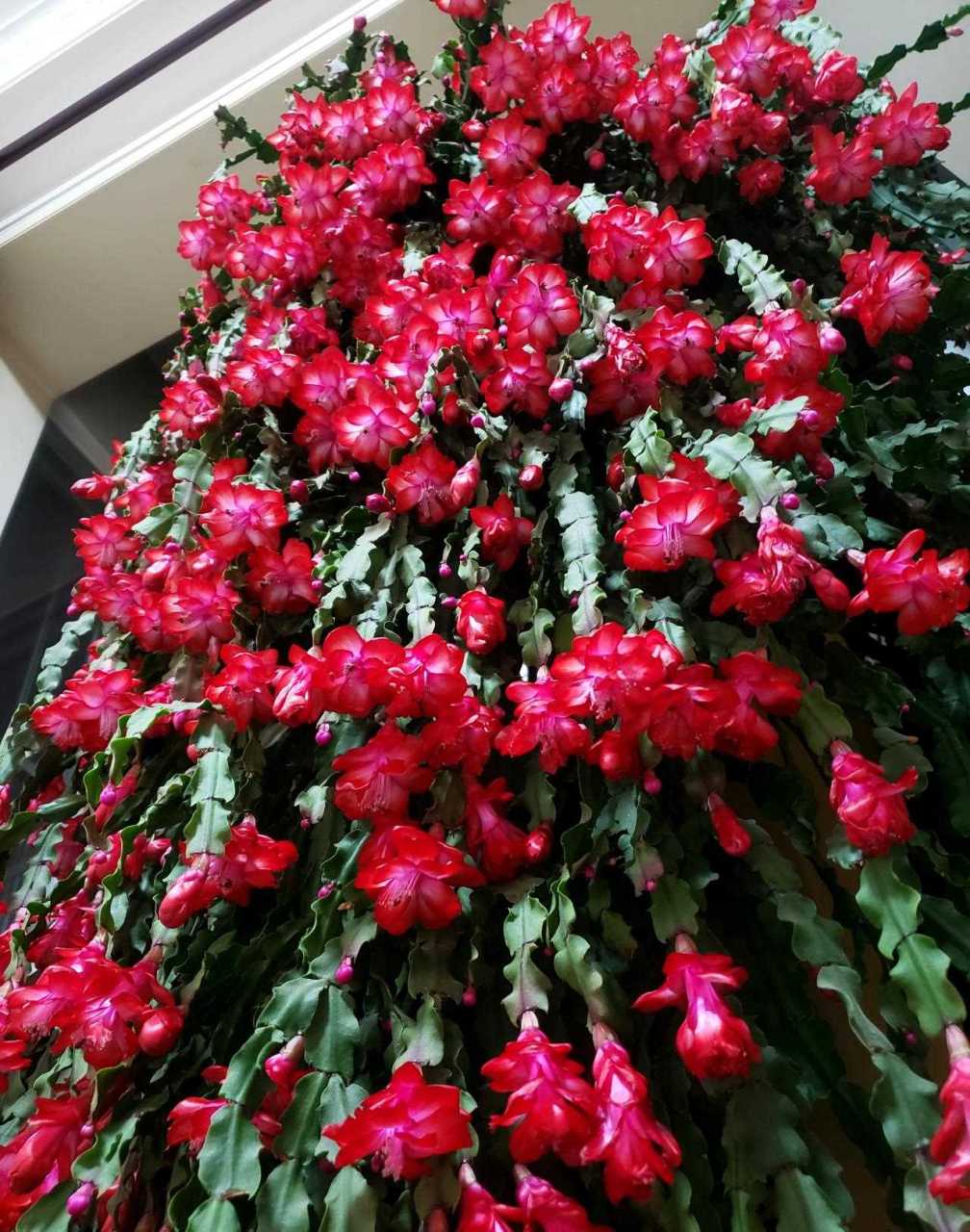 年宵花佳品——蟹爪兰"胭脂红",一款红红火火,美丽又喜庆的观赏植物