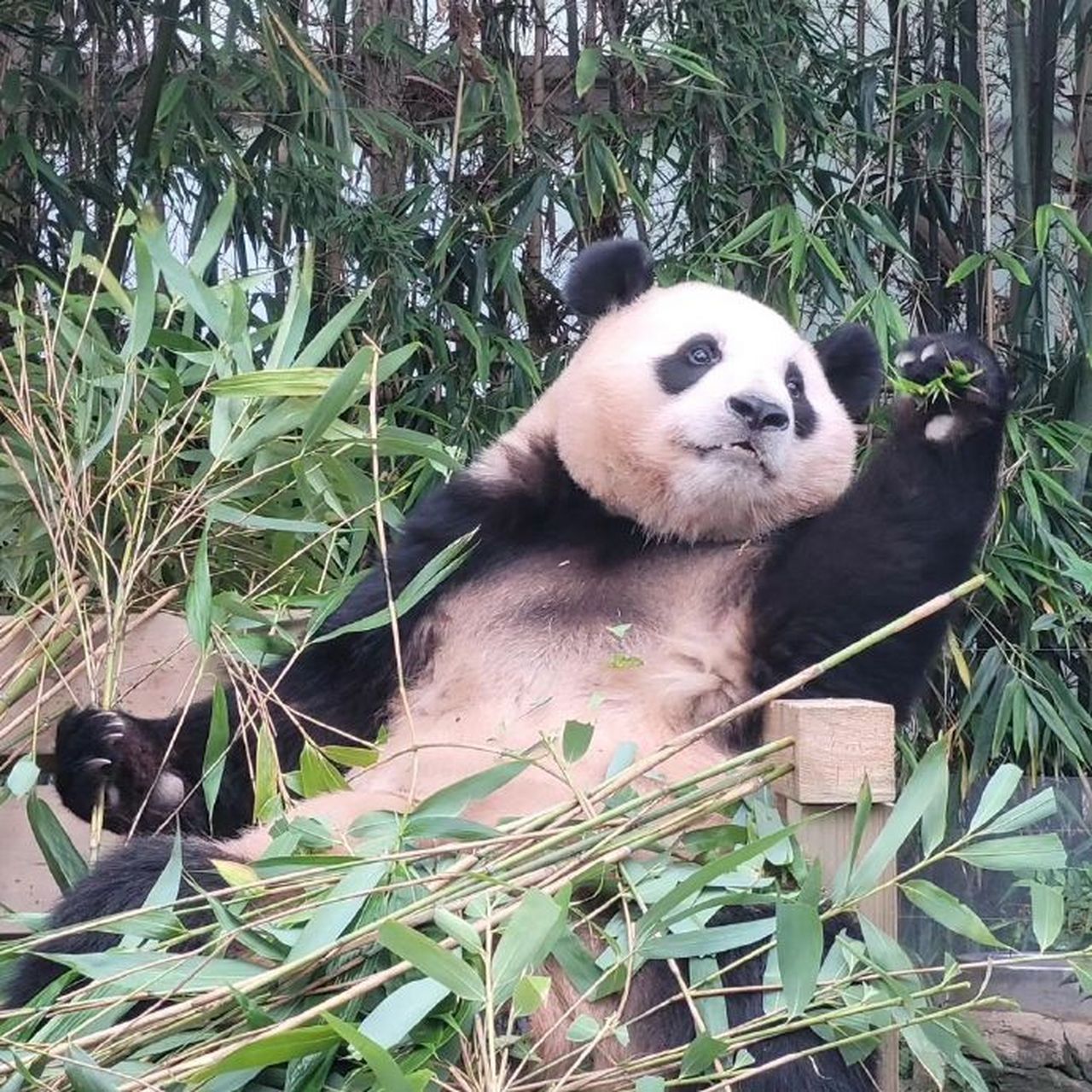 mong.mong0 67  #大熊猫福宝# #大熊猫