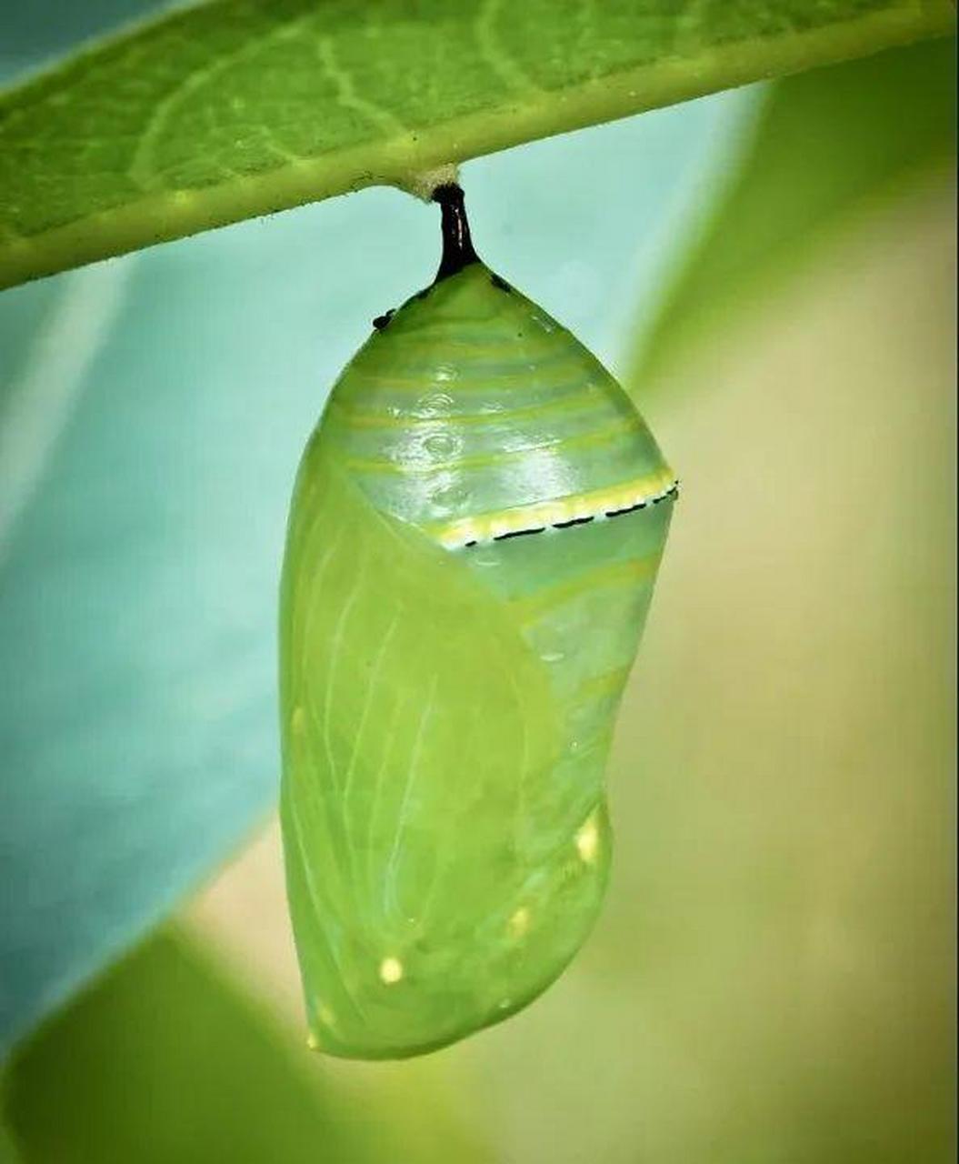 毛毛虫茧子图片