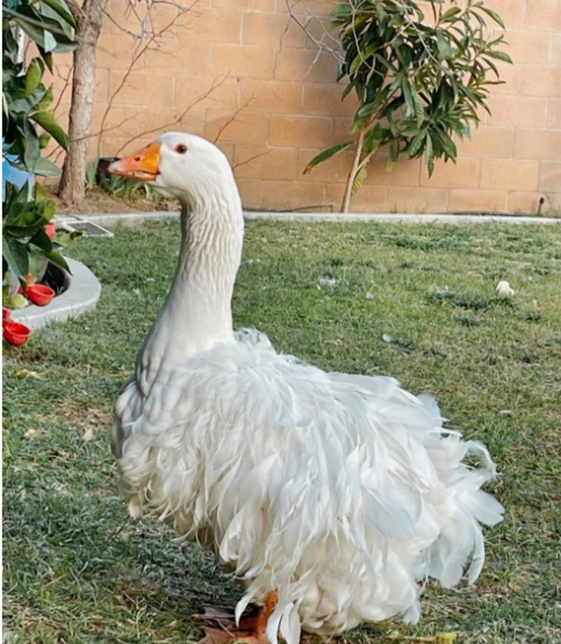 难道这鹅也是外国引进的吗.卷毛鹅,好漂亮哦