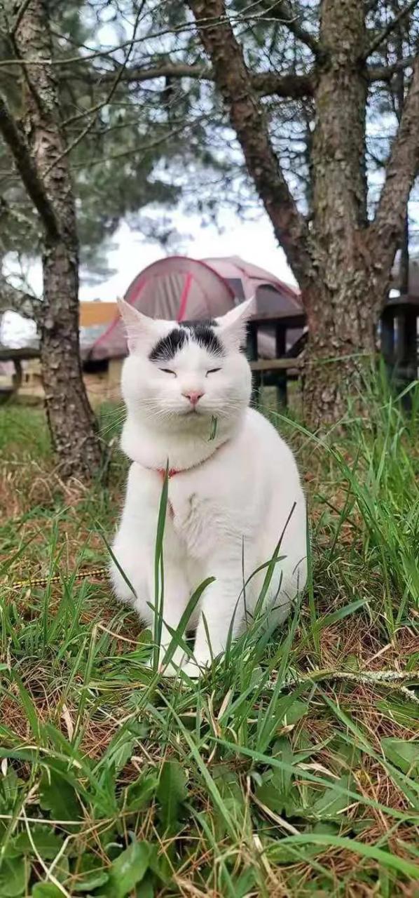 好阔怕,猫界#李荣浩# 终于睁眼了!#猫咪# #萌宠