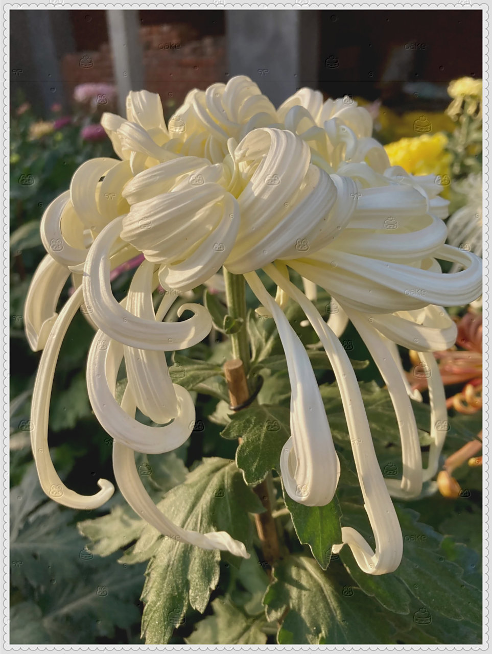 瑞云殿菊花初开  它的直径大约25厘米.