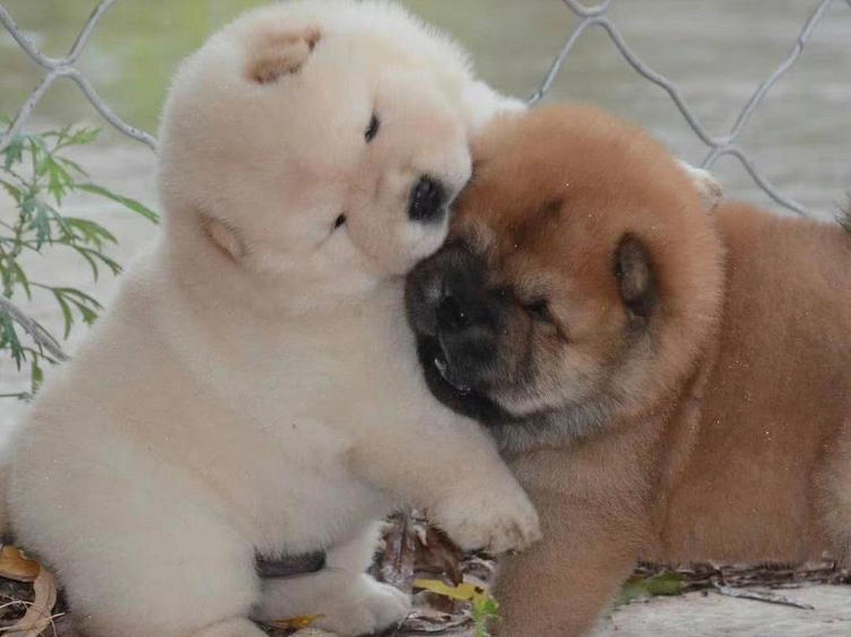 两只肉嘟嘟的小狗狗在互相蹭来蹭去,好可爱呀