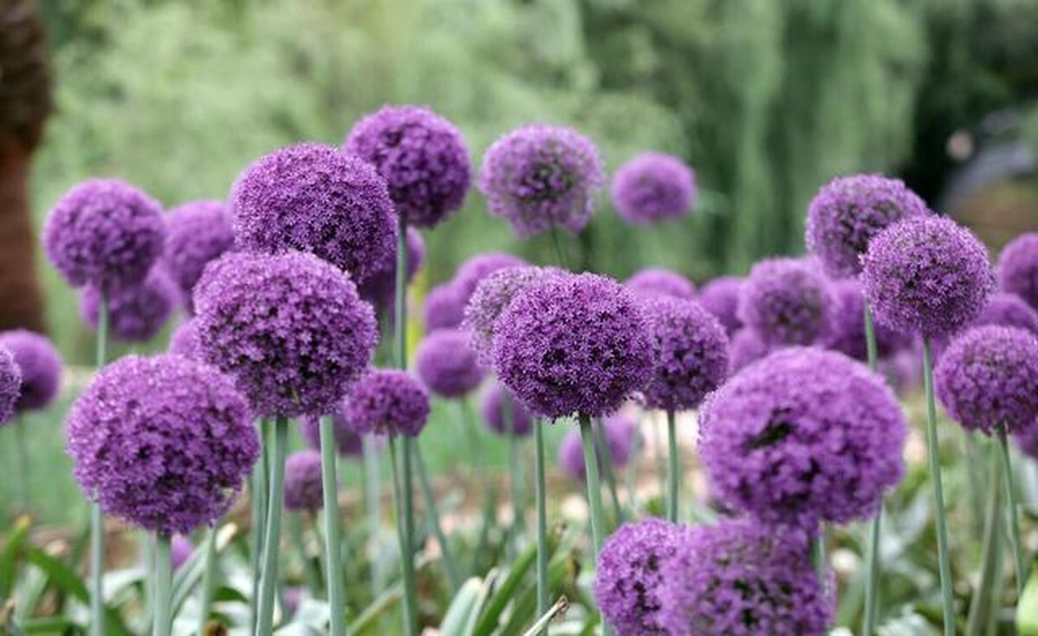 昆明植物园举办葱属植物文化艺术展"葱花"成海别样美