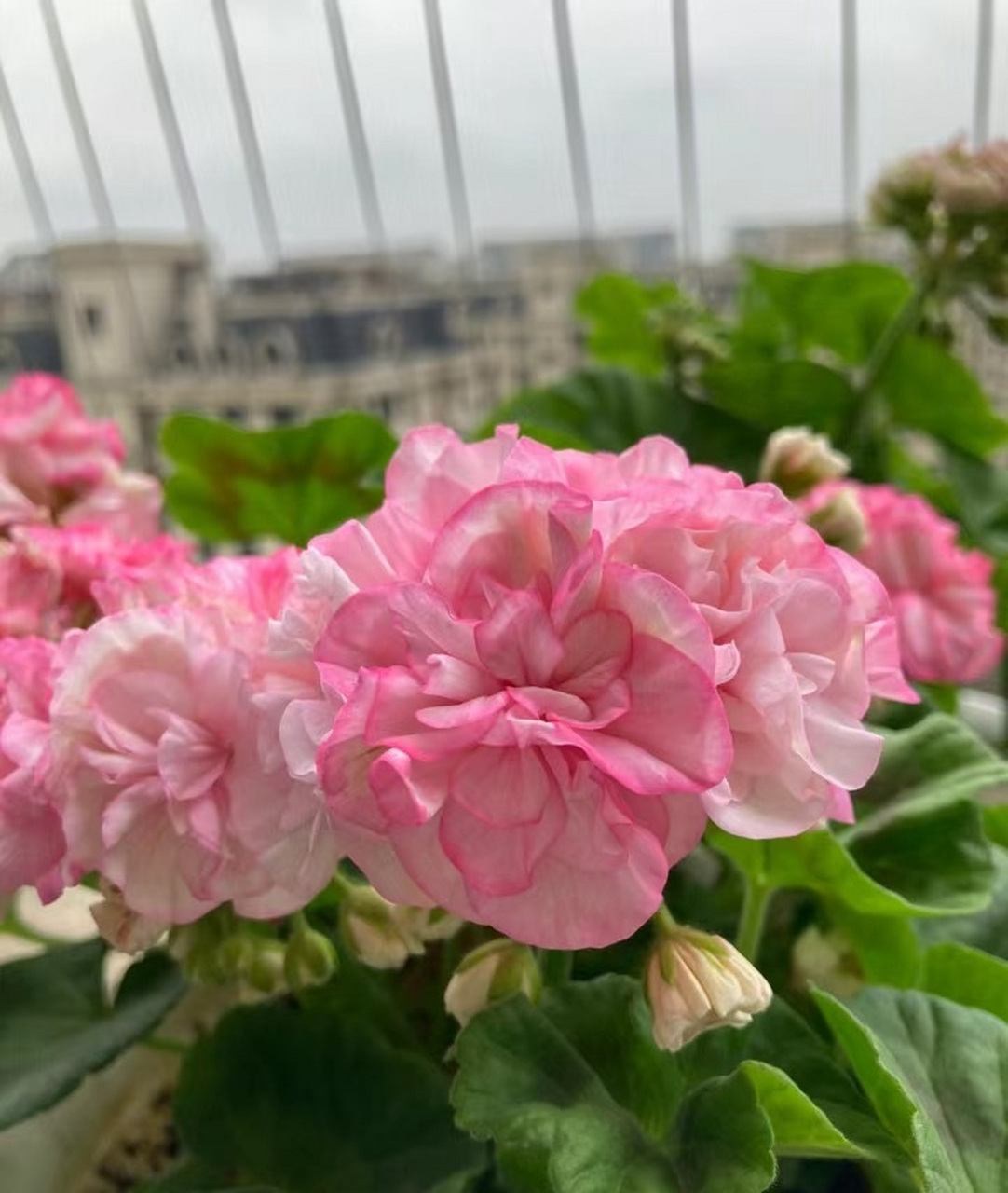 是天竺葵的"主场",给大家介绍一个适合阳台,窗台养的品种——重彩钻石