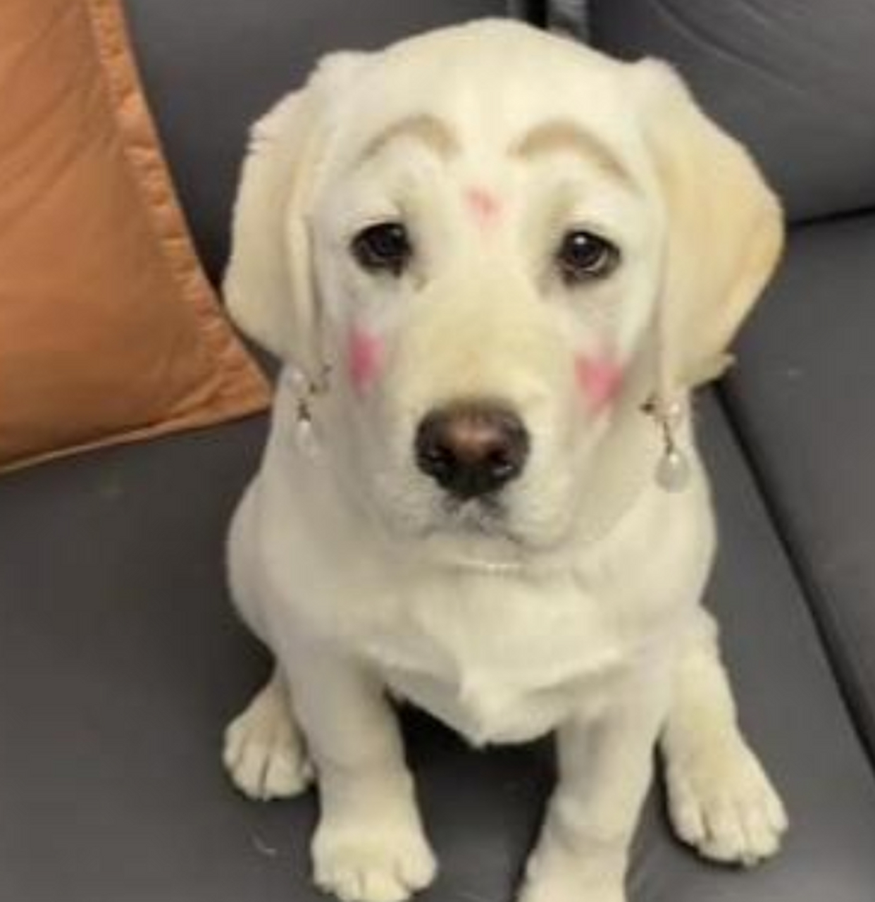 狗狗:主人你化妆就化呗,为啥要给我整呢?