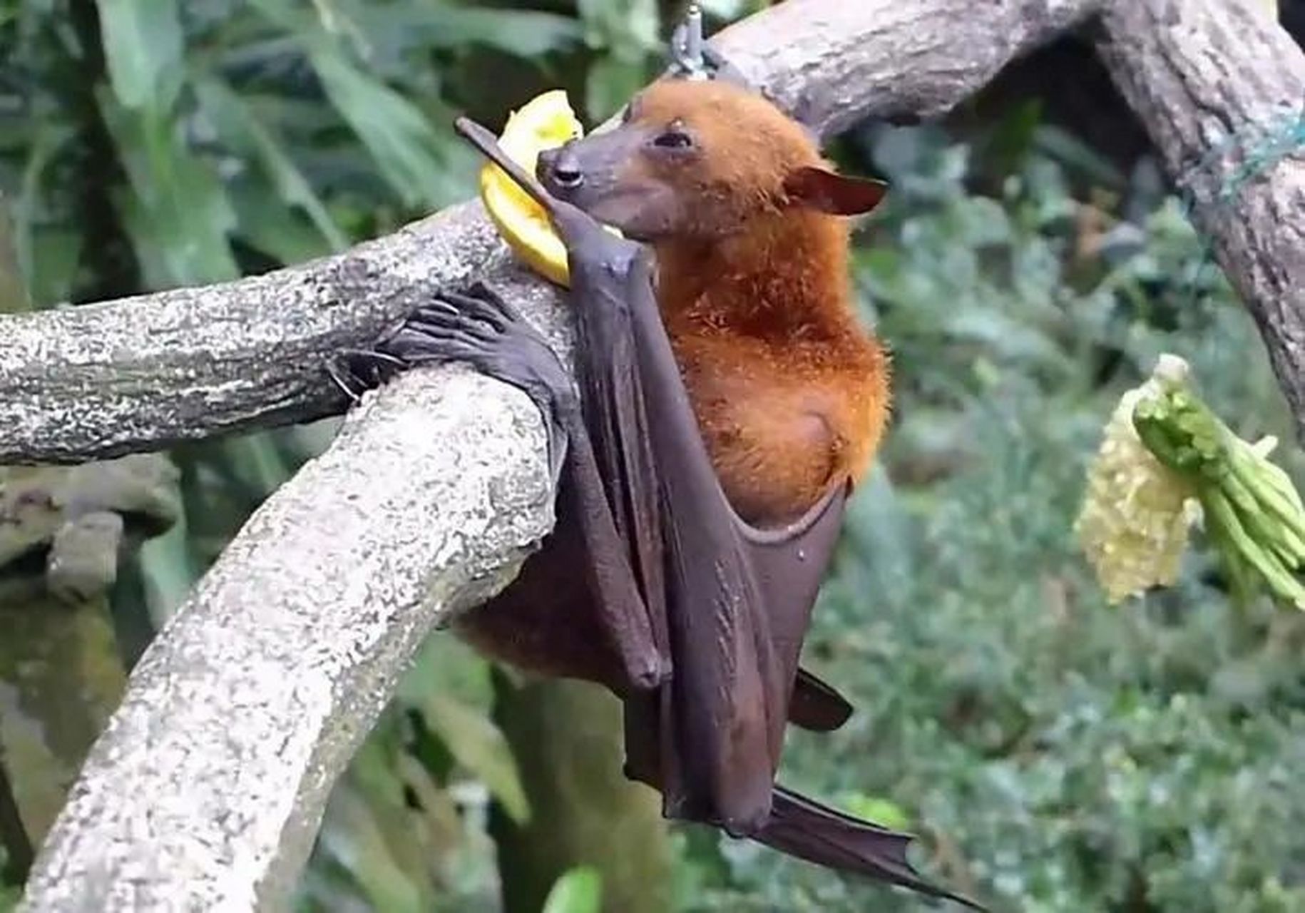 某种阔怕的蝙蝠 这是在非洲发现的 狗头蝙蝠 面部很像狗 身体是的样子