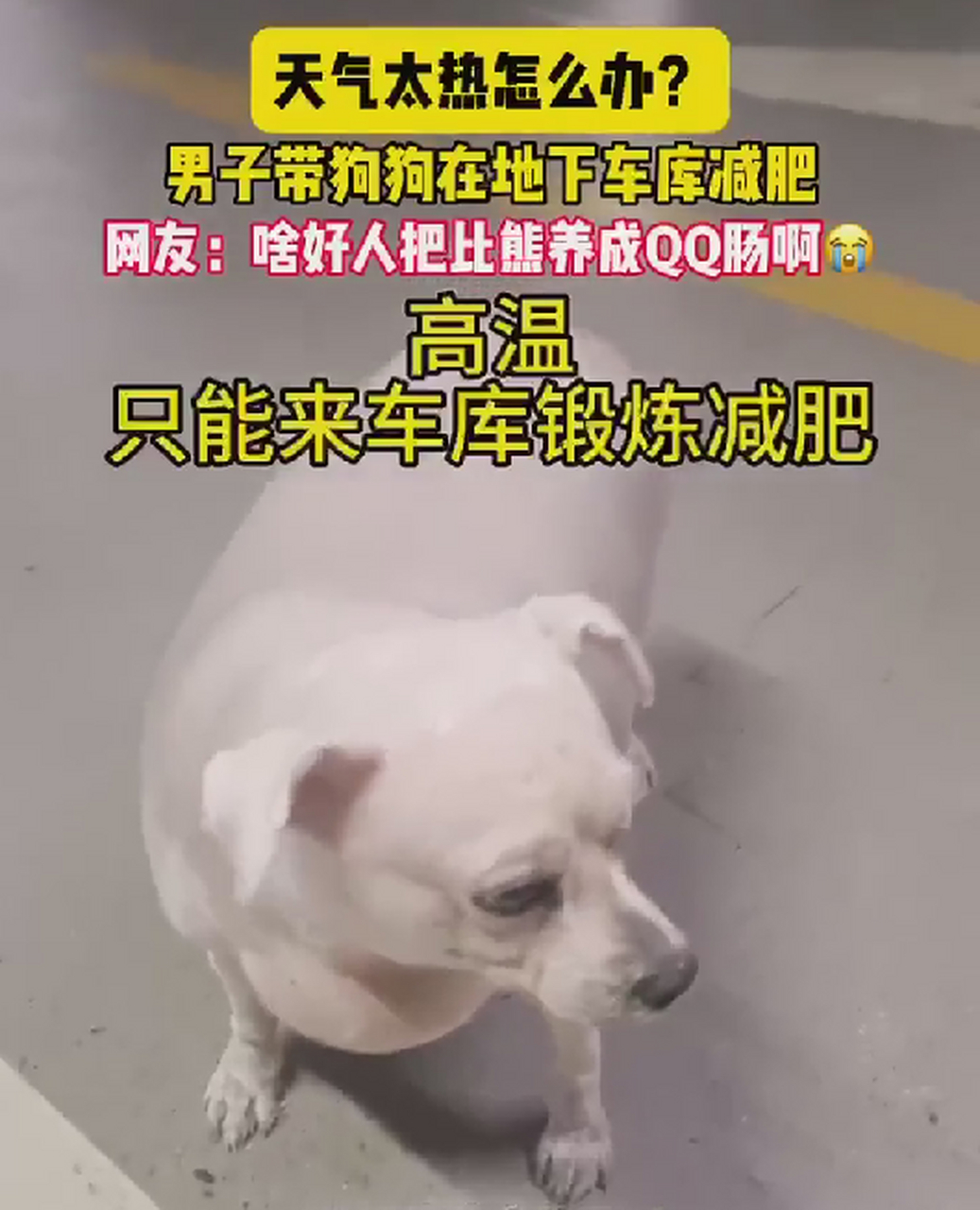 谁家把狗养成qq肠啊[笑哭]