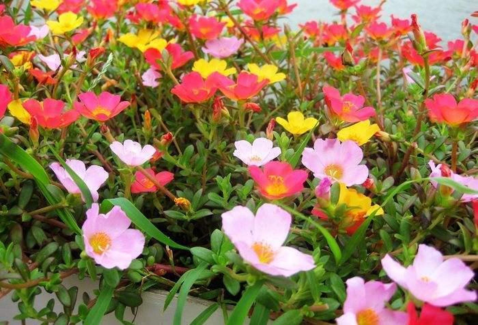 太阳花在我们老家常常被叫做"死不了",它的生命力特别顽强,繁殖特别