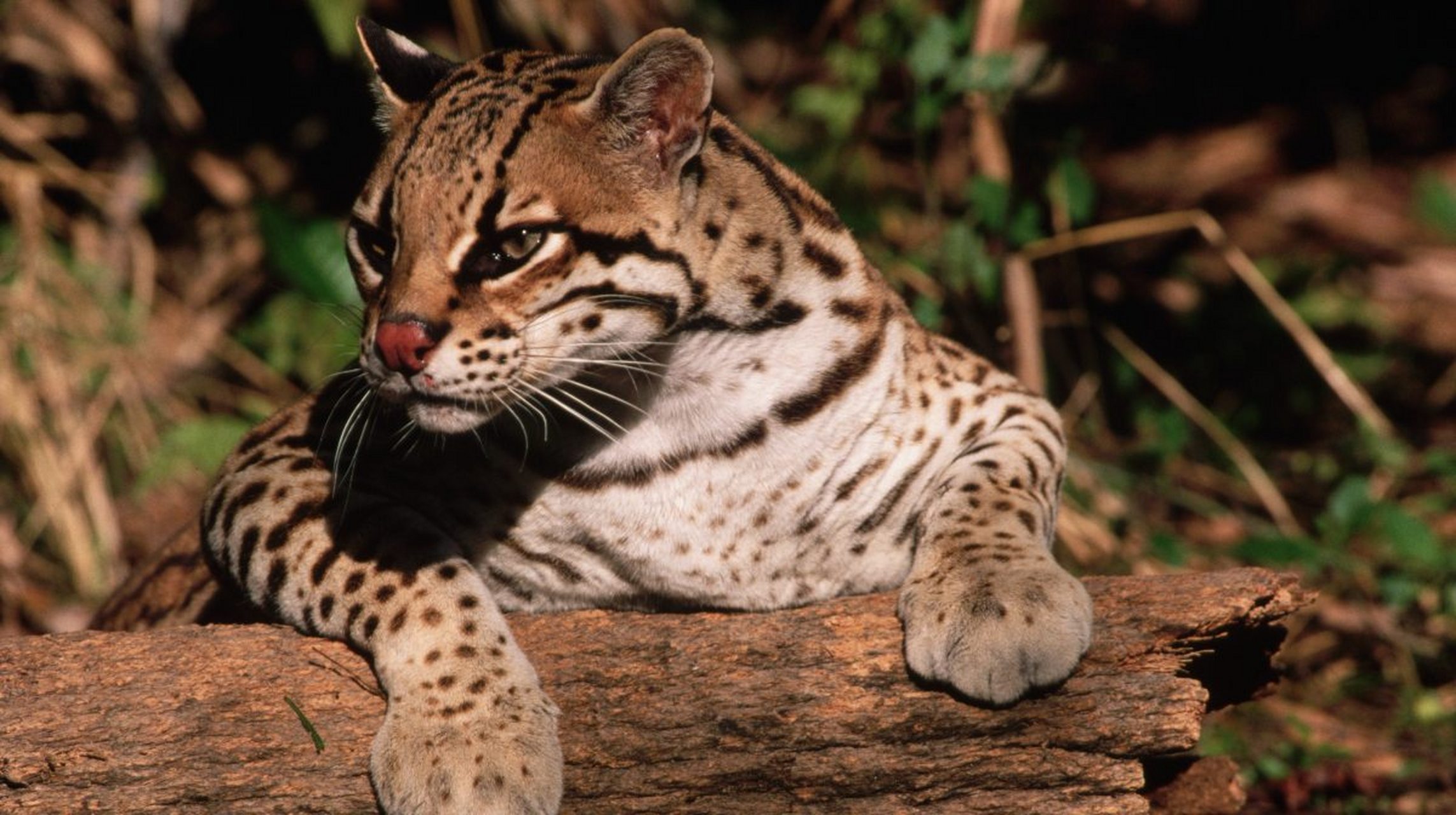 是一种分布于亚洲的小型猫科动物,有着美丽的豹纹皮毛和流线型的身体