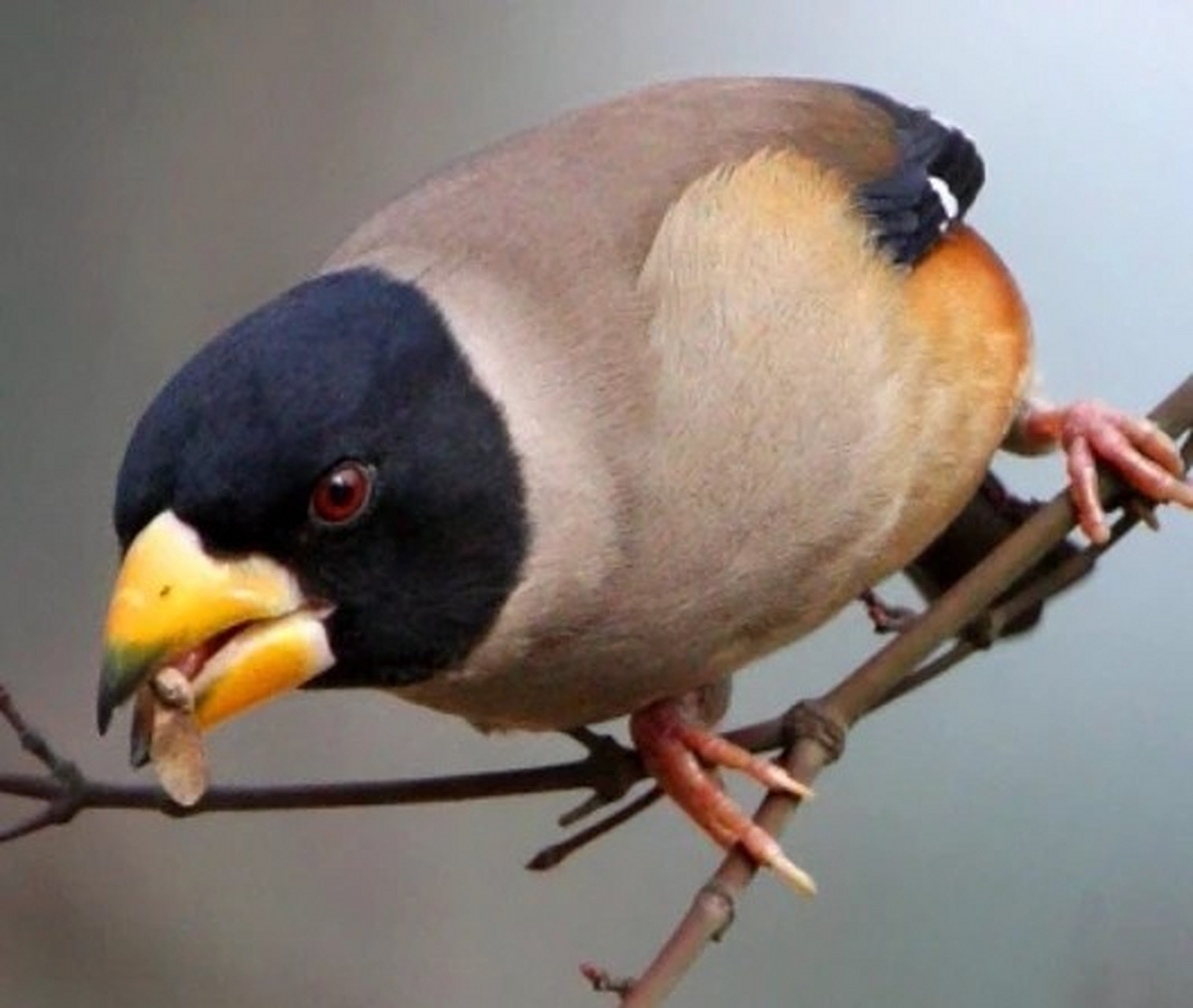 百家号星火计划#挑选蜡嘴鸟技巧.第一选鸟要三分靠种七分靠养.