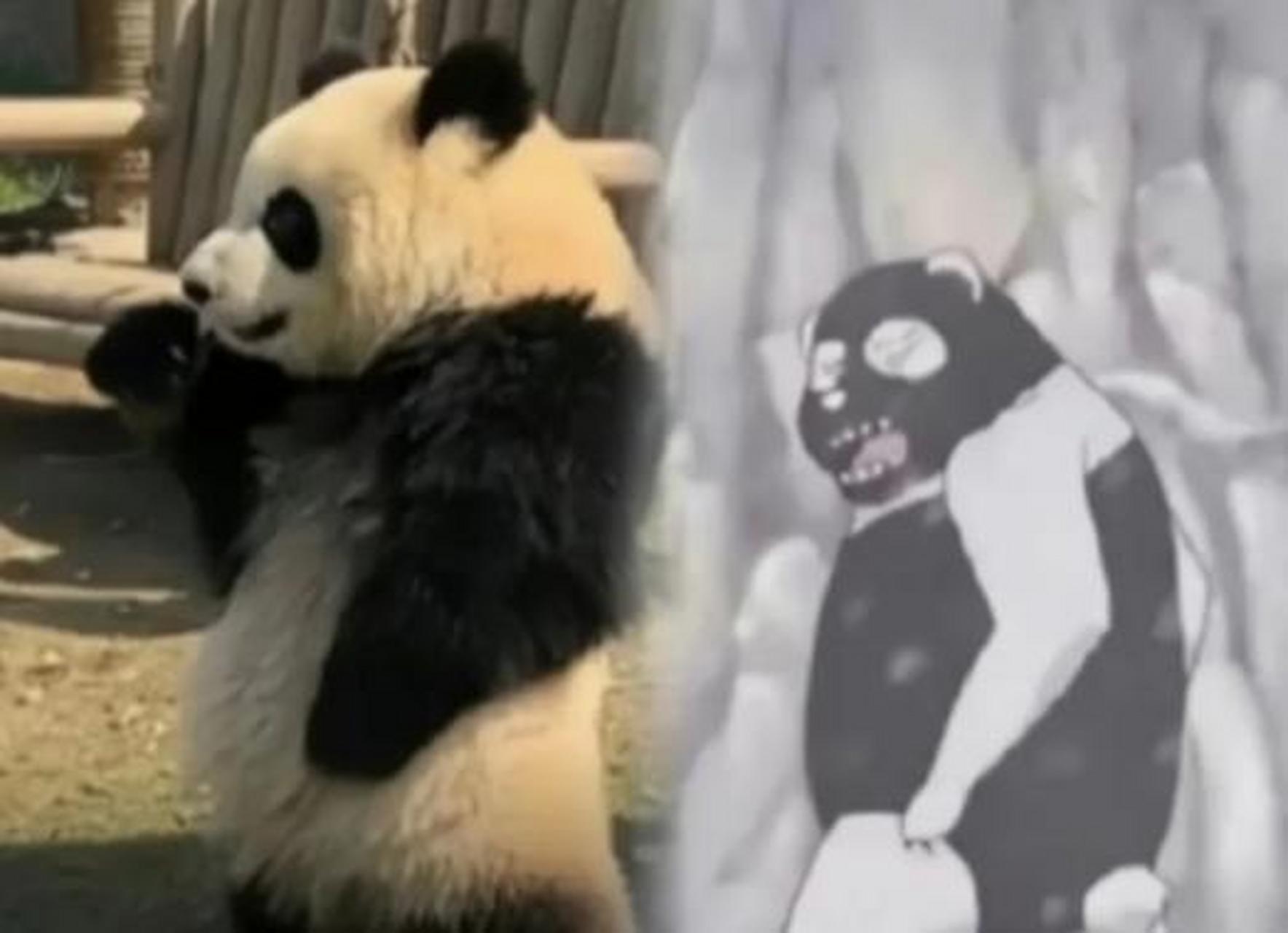 大熊猫如果黑白颠倒,还能成为国宝吗[笑哭]#大熊猫
