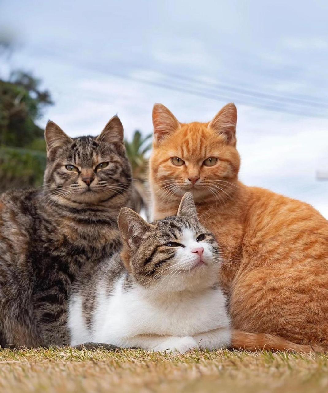 可爱的一家三口,颜值都好高啊,每一只都有自己的特色![开心]