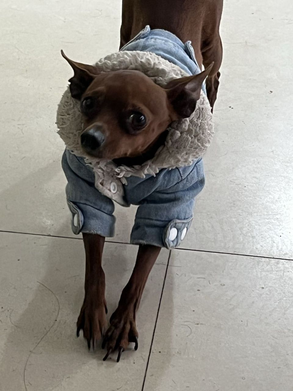 看到理发厅的狗狗了,狗狗托尼很洋气哦