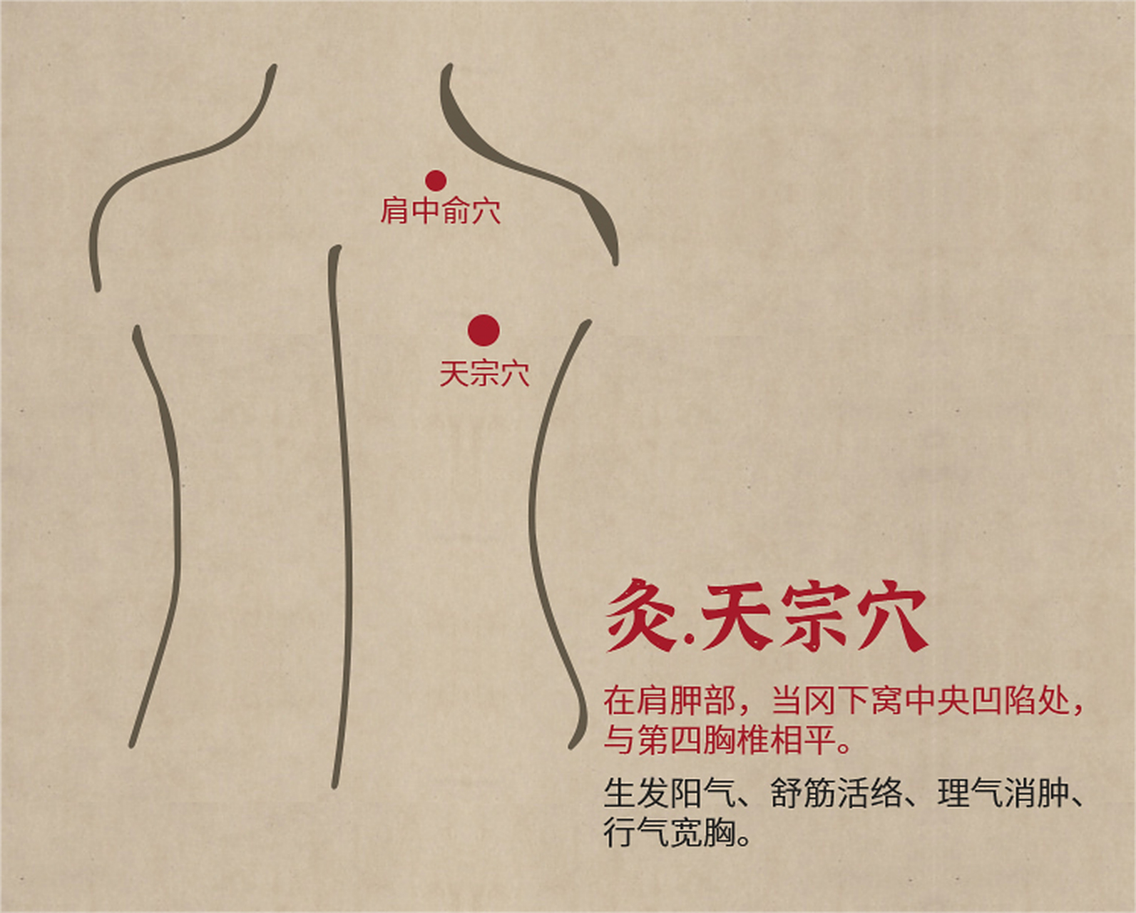 是手太阳小肠经常用的腧穴之一;此穴在天宗骨上,故名天宗.