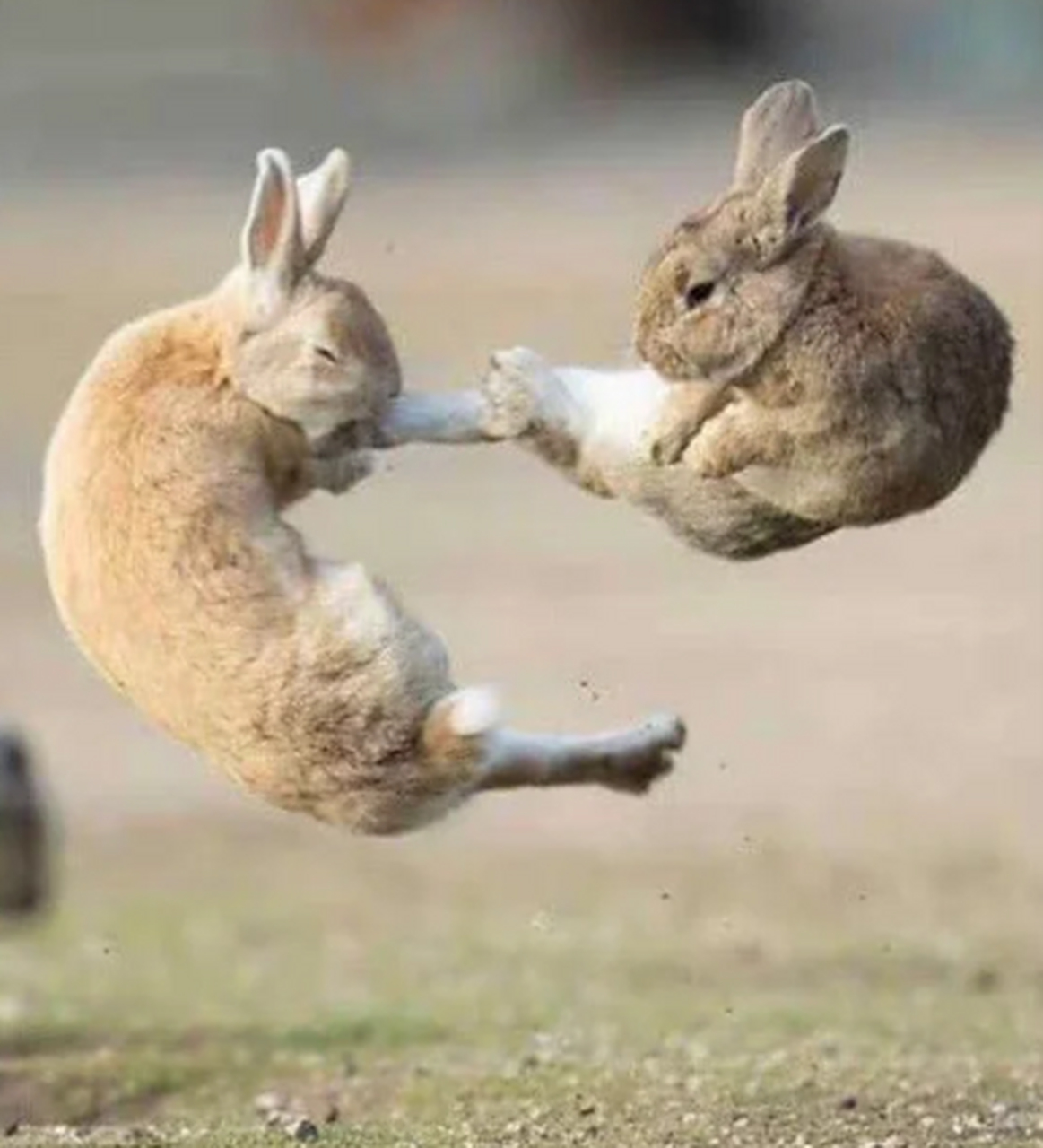 雄兔脚扑朔 雌兔眼迷离[偷笑]