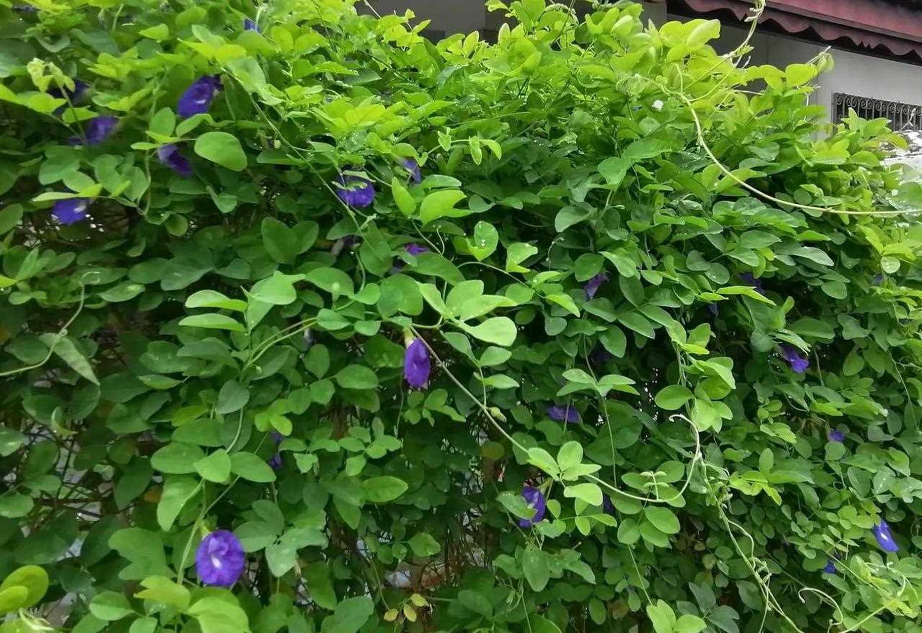 [心星][羊驼] 蝶豆花是一种热带蔓藤植物,全年开花