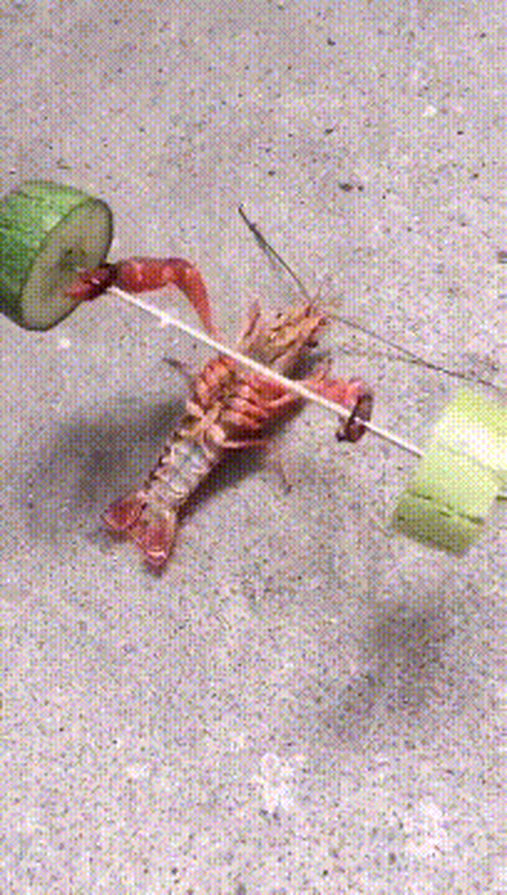 小龙虾,你也开始练举重了#gif创作人