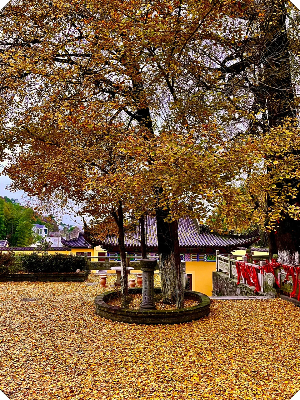 湖州仙顶寺是一个小众赏秋胜地  拥有一棵美丽的千年古银杏.