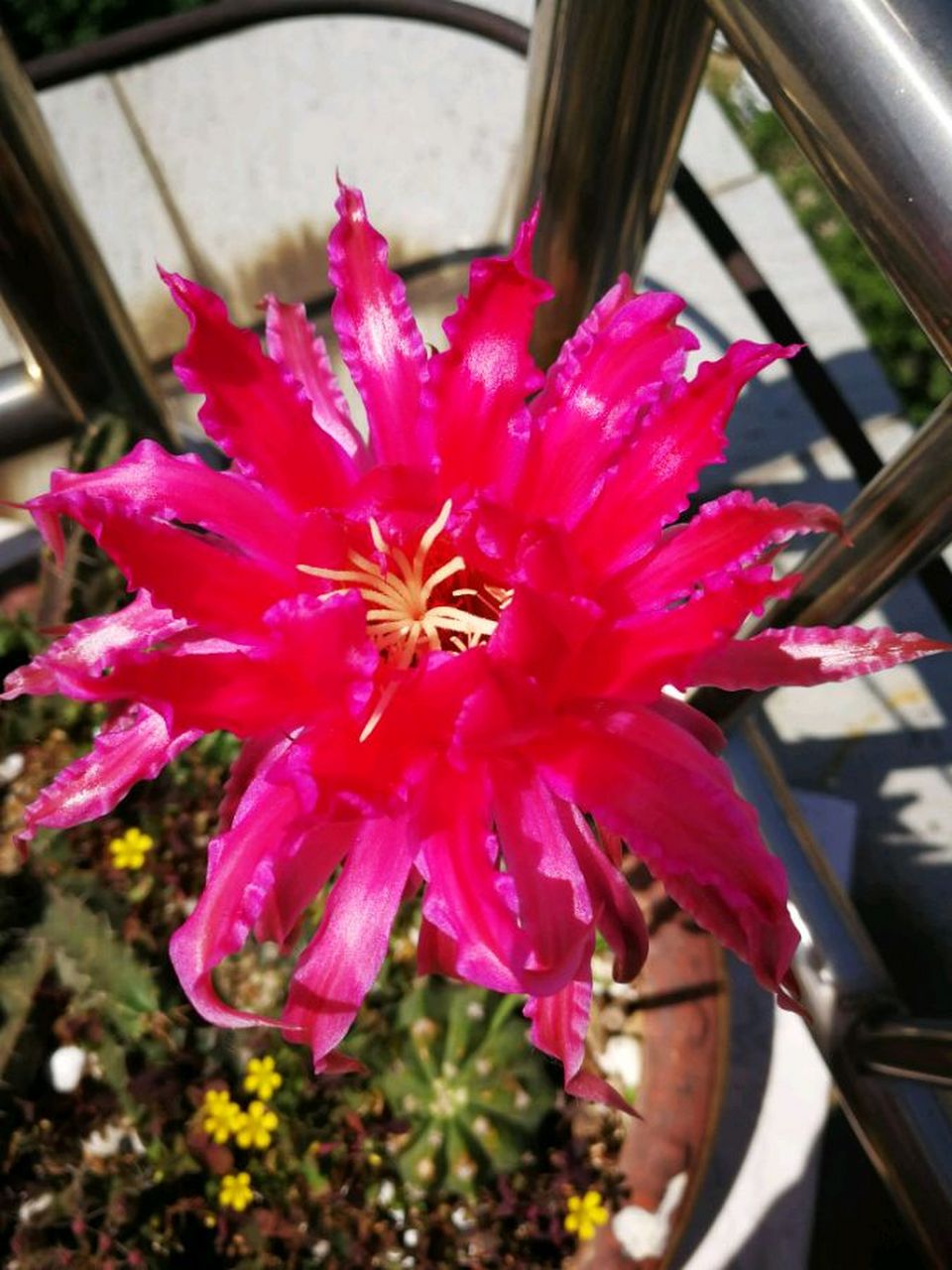 喜欢仙人球的朋友,给大家推荐一款很另类的品种——帕帕基诺(papageno