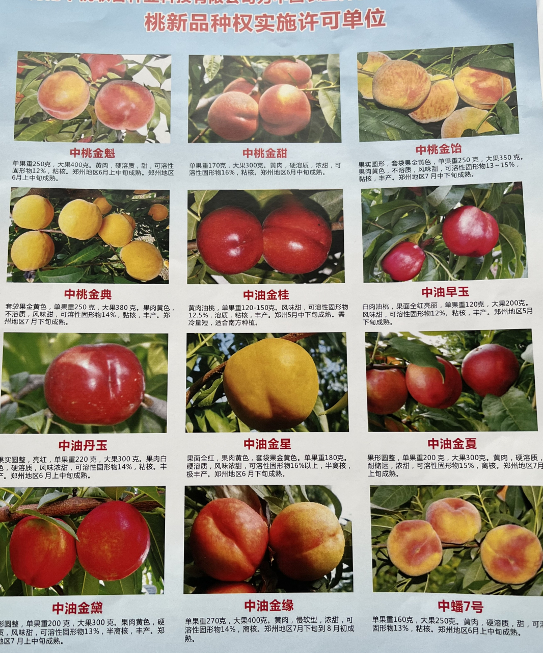 早黄黄桃品种如何选择,山东泽雨农业公司小编(中桃授权许可单位)今天