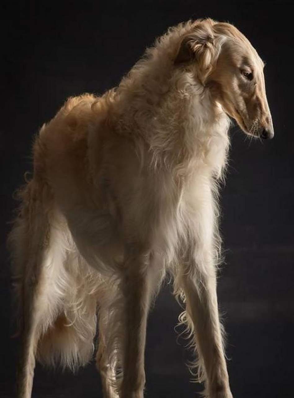 苏俄猎狼犬~ 67好帅啊 #搞笑萌宠