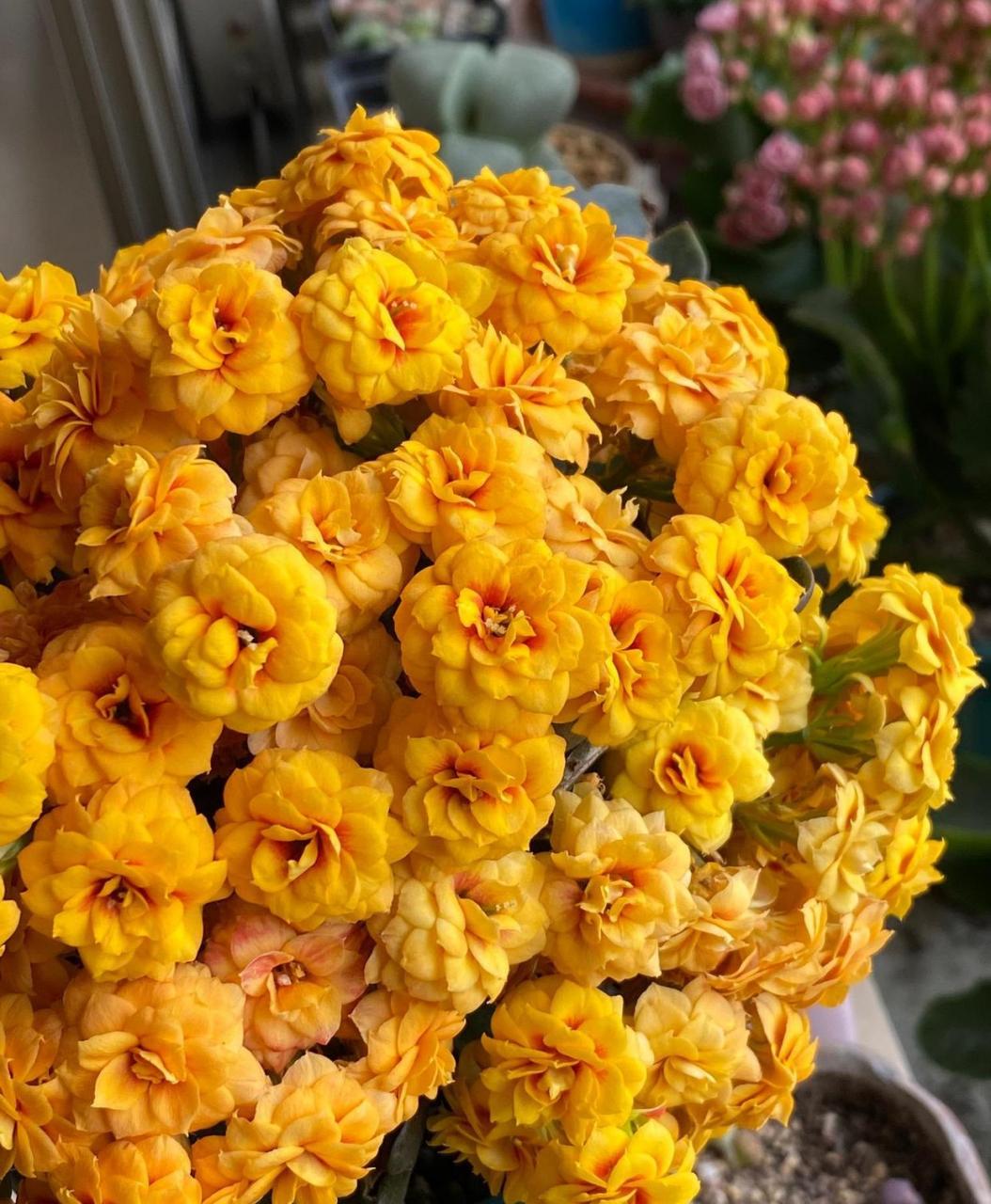 那就养盆长寿花"宝玉"吧,花型圆润饱满,状如牡丹,花色金黄,闪亮亮