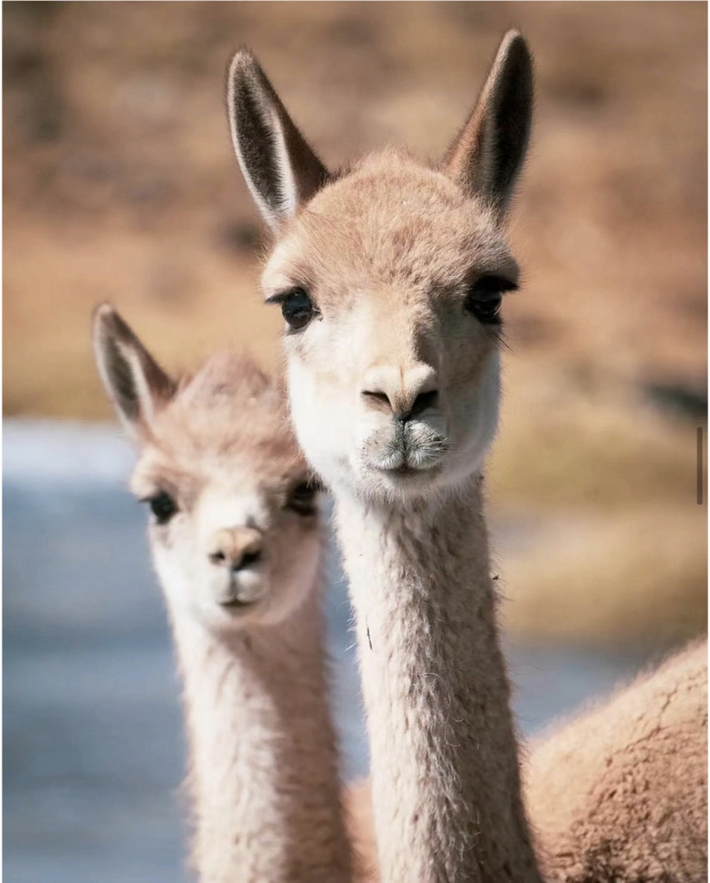 不过在秘鲁,"羊驼"可能属于四种完全不同的生物,分