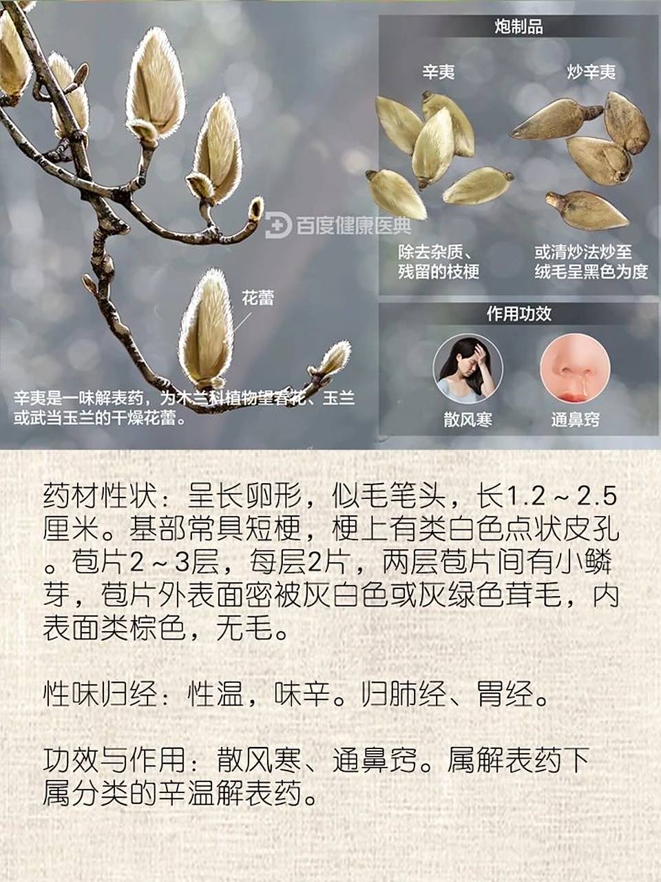 每天认识一味中草药-辛夷