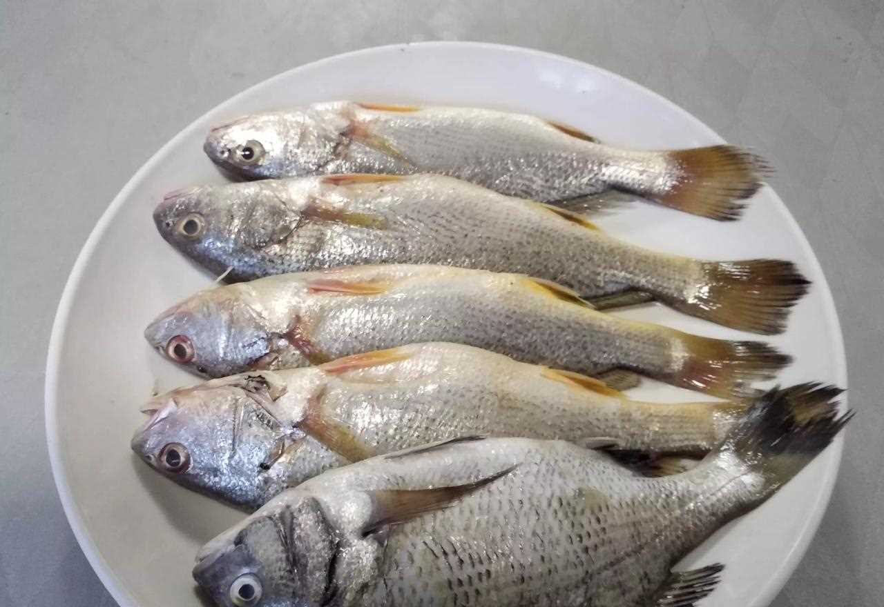 白鳘子鱼跟小黄花鱼长相有些类似,就是要比小黄