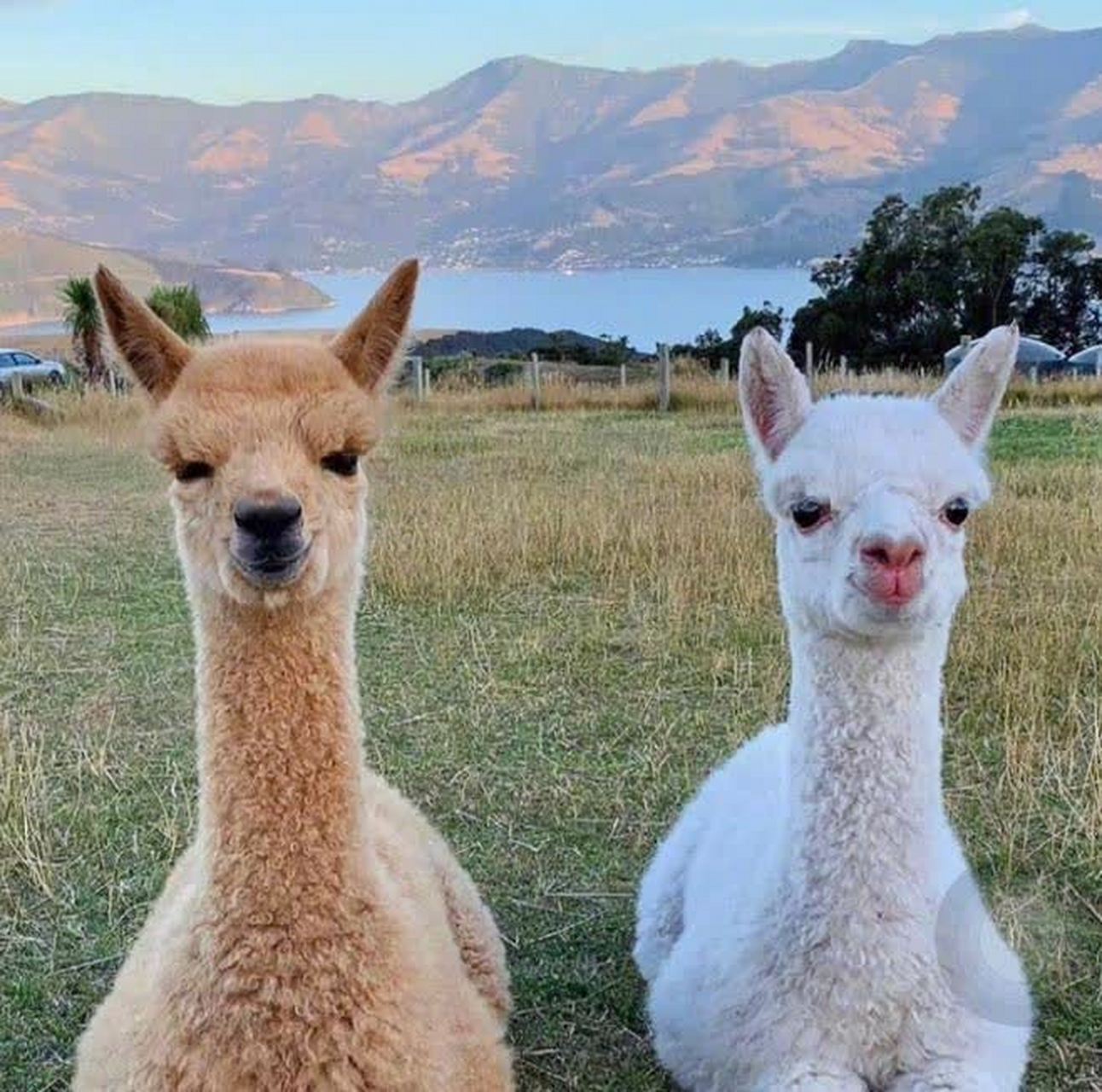 难以想象羊驼刚出生时的样子    #沙砖日报# #搞笑#[抠鼻]