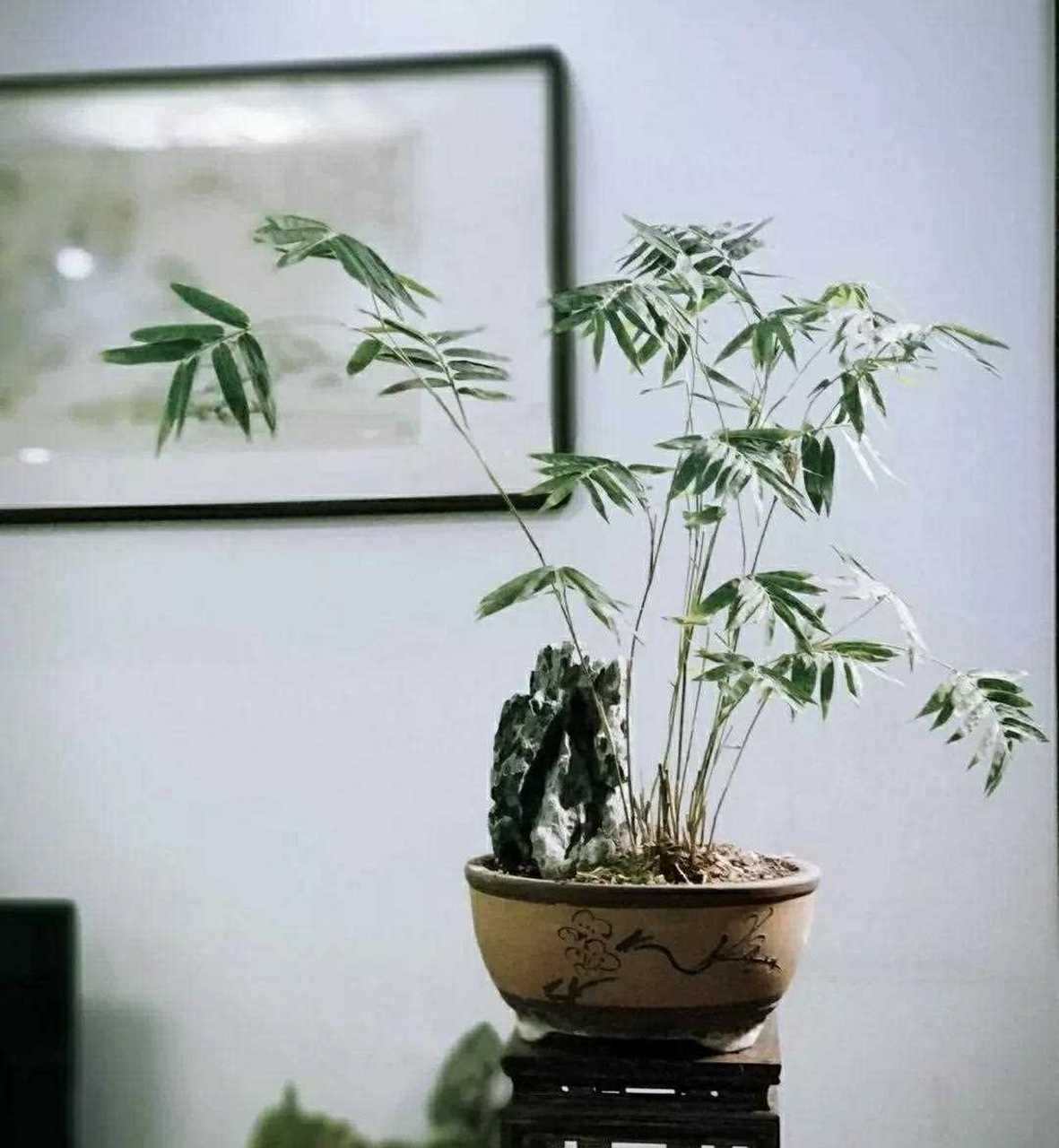 家有竹  人富贵   事业旺  节节高  家庭盆景翠竹欣赏