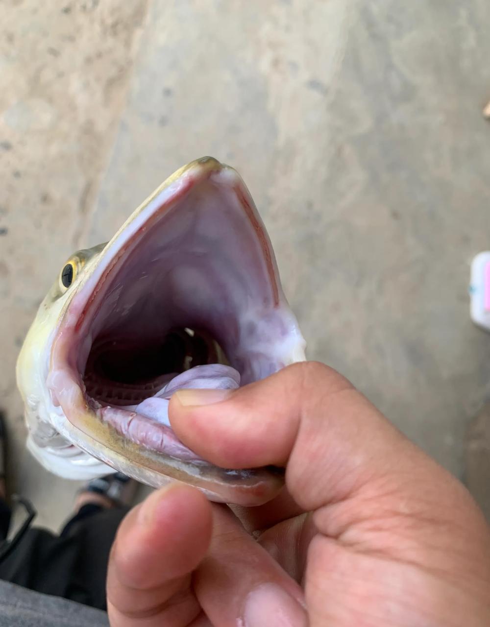 领动计划# 鳡鱼一尾,拉力十足,鳡鱼是有牙齿的,一排像刀片一样防