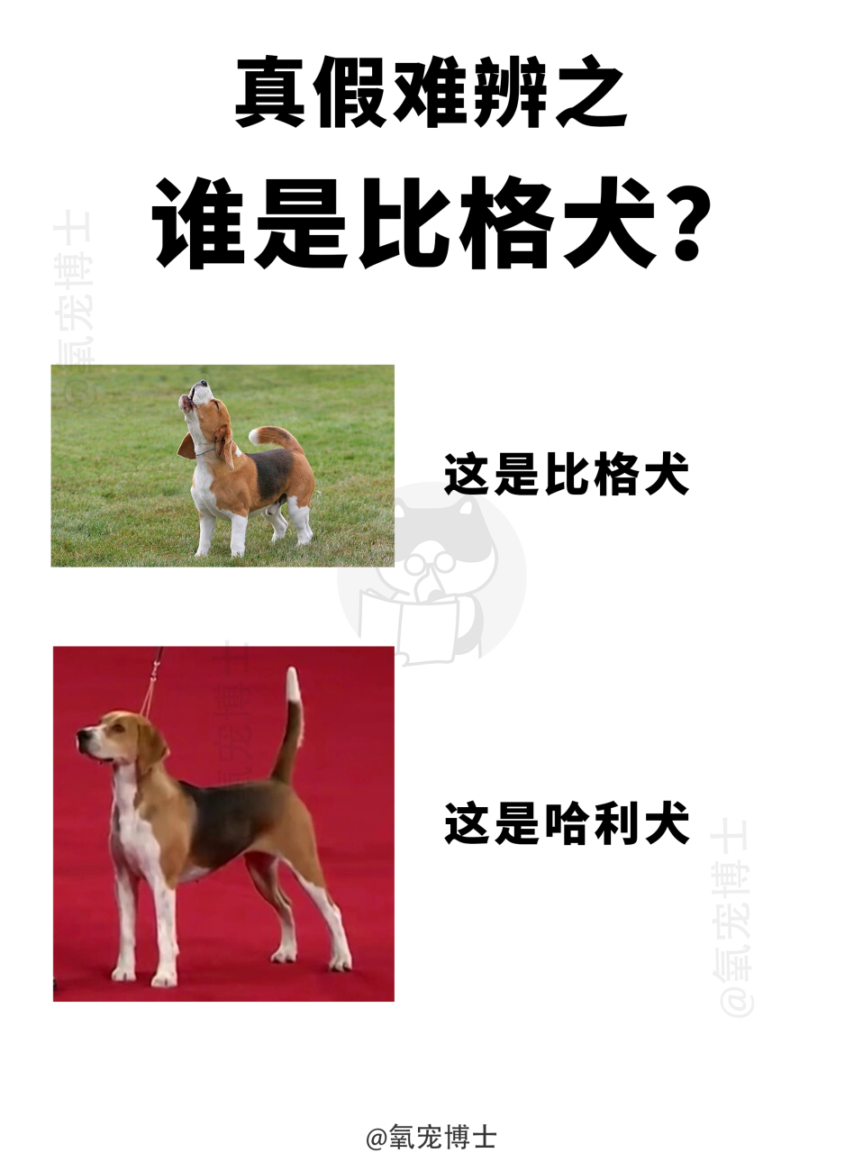 哈利犬和比格犬的图片图片