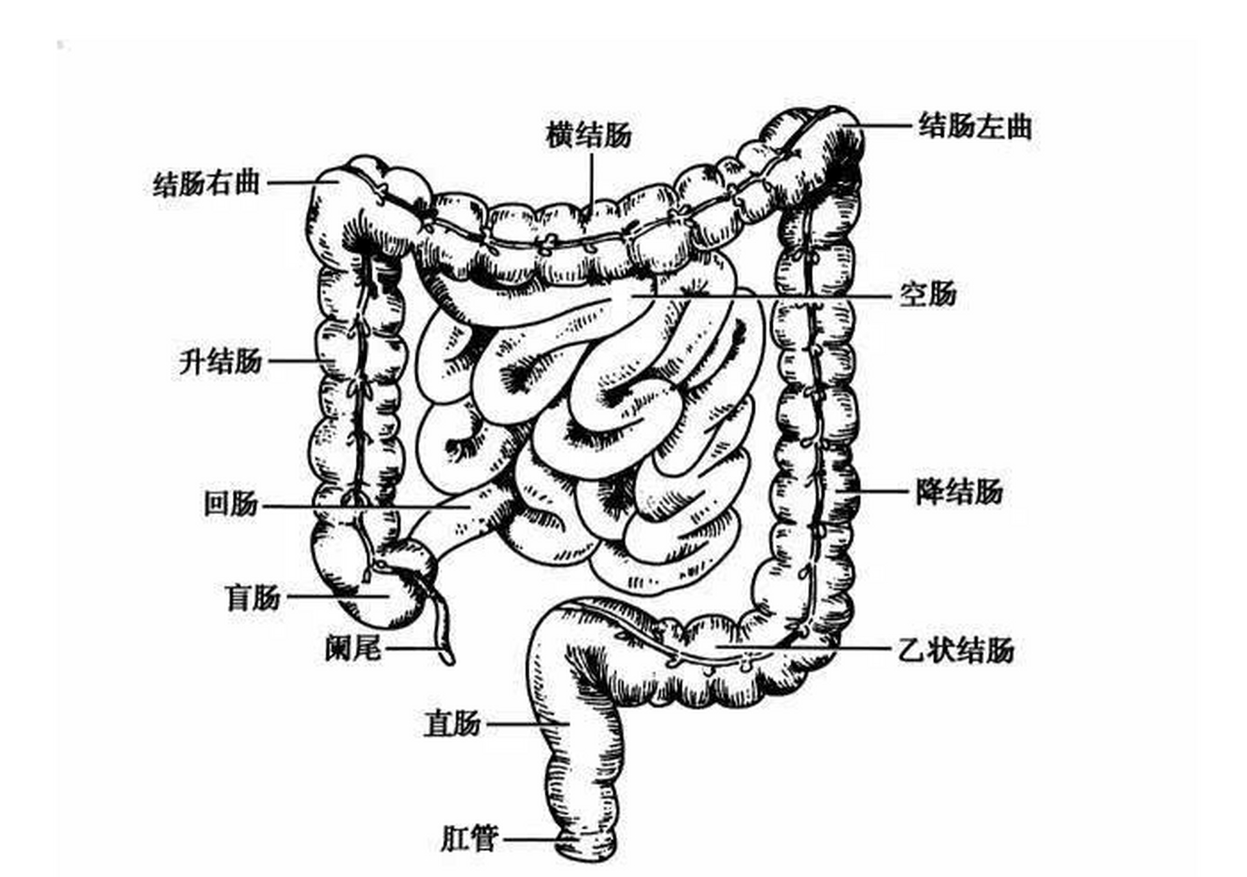 该怎么治疗?  首先了解肠道的简单构造.