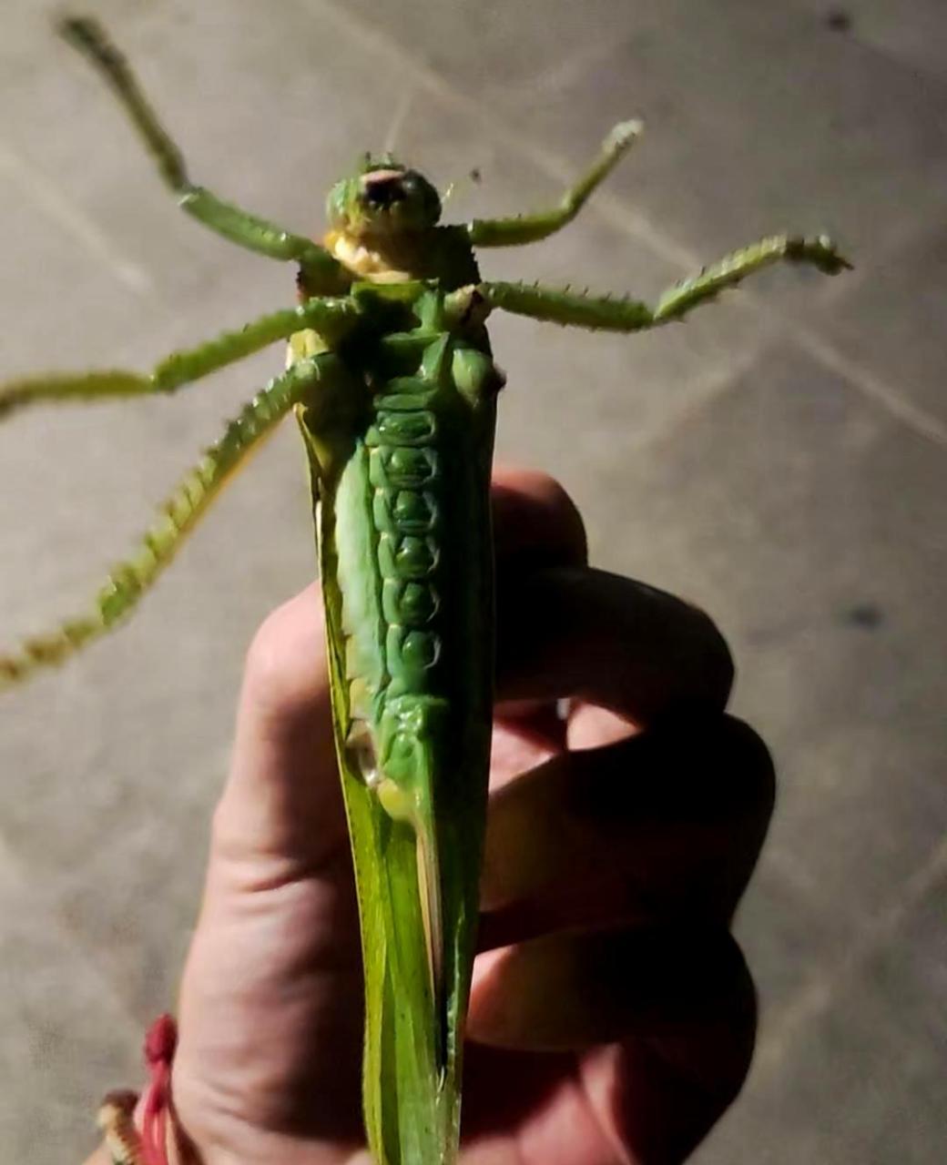 我想看看北方的蝗虫长什么样子.