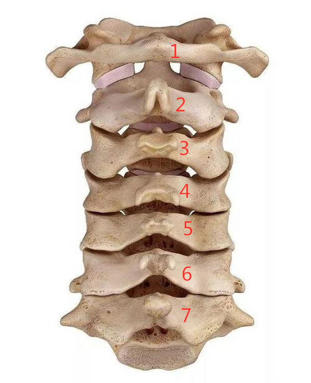 颈椎横突的准确位置图图片