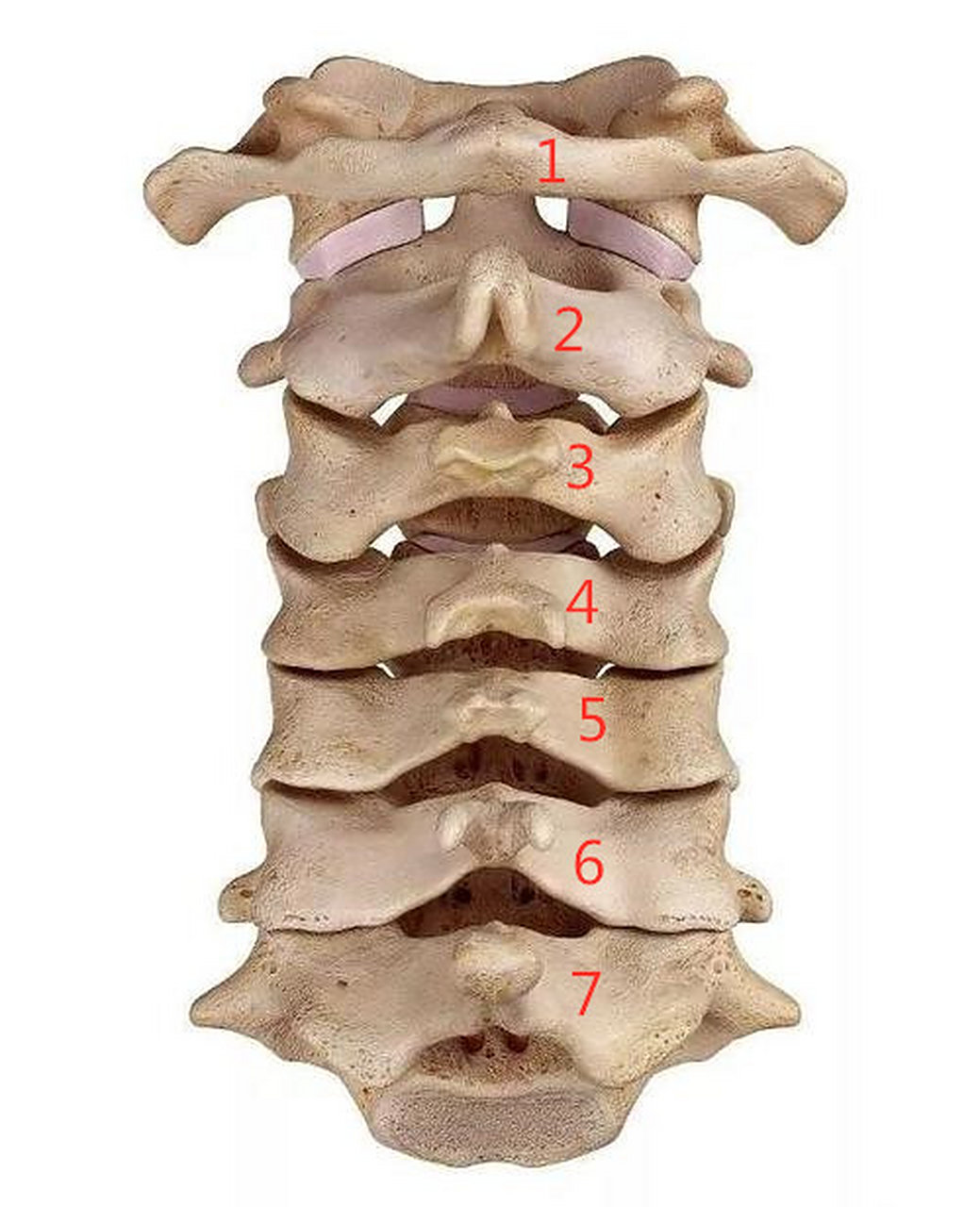 "用枕不当"不会导致颈椎病?