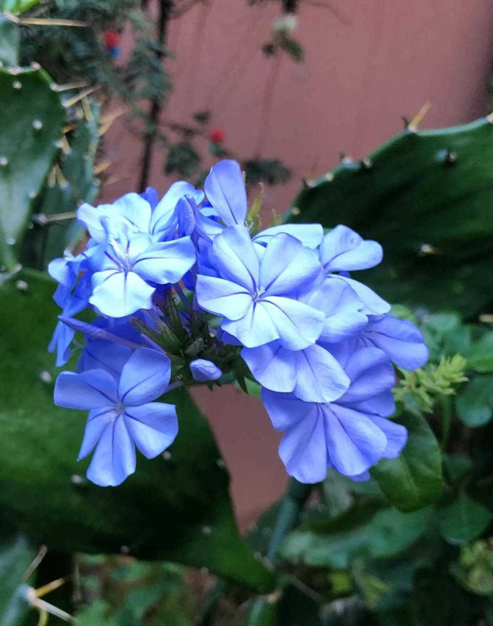 别名蓝雪花,蓝花矶松,蓝茉莉.