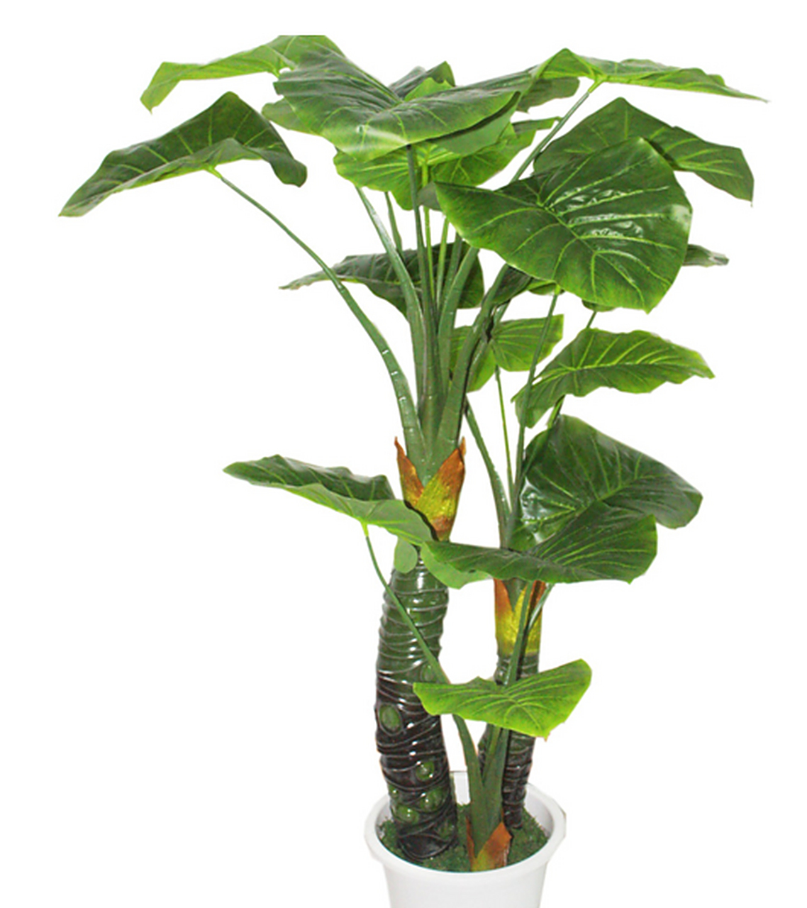 那么,今天我们就来介绍一种绿色植物-盆栽滴水观音的养殖方法和主要