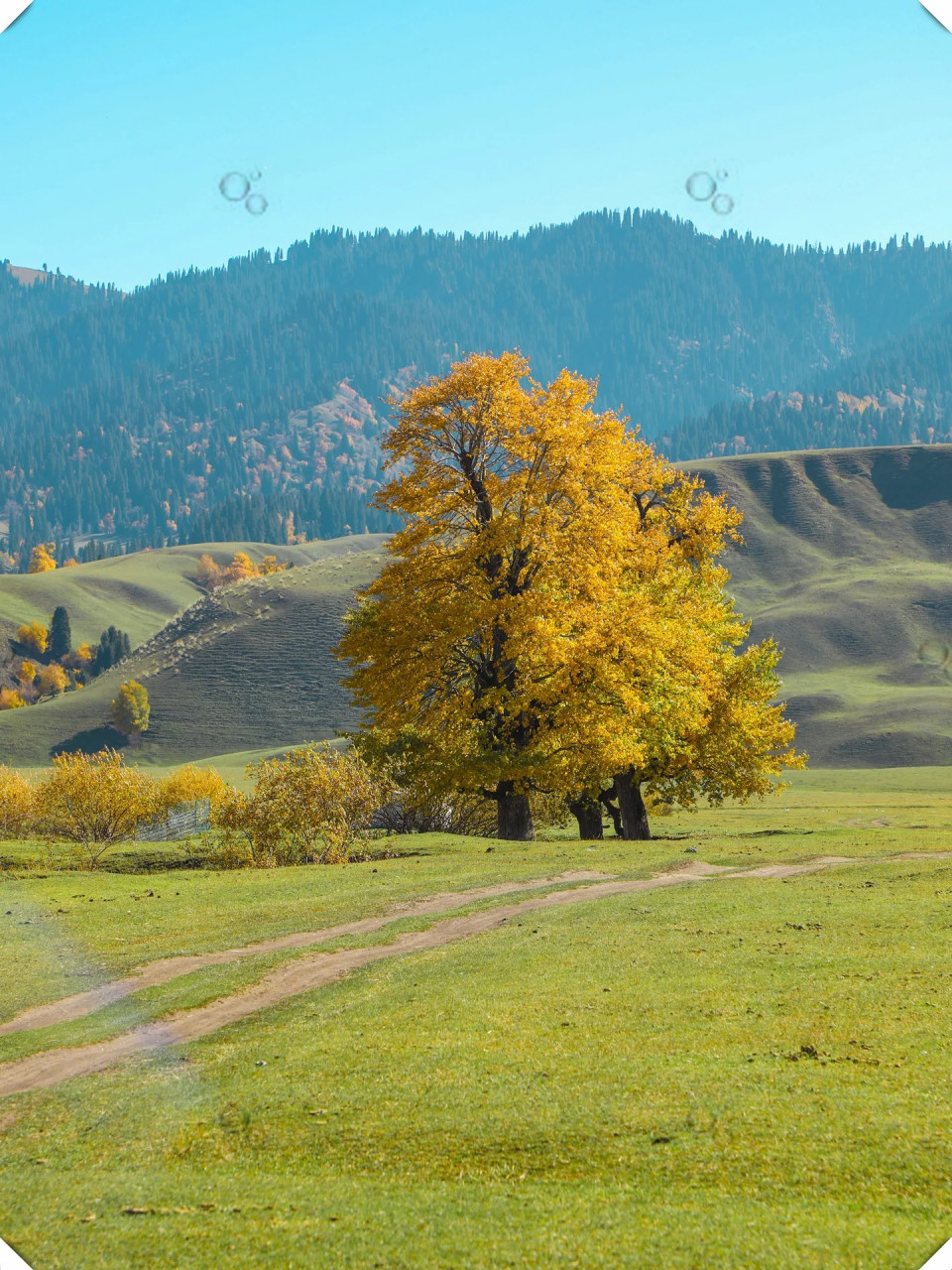☁️这一次新疆之行将与那拉提的秋天来一场浪漫的邂逅!