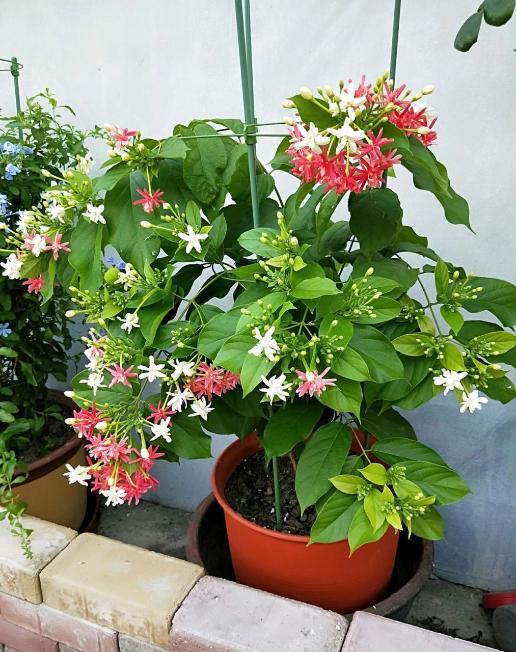 华南地区夏日花墙"神器"——使君子,每年 末开始开花,夏天到达顶峰,轻