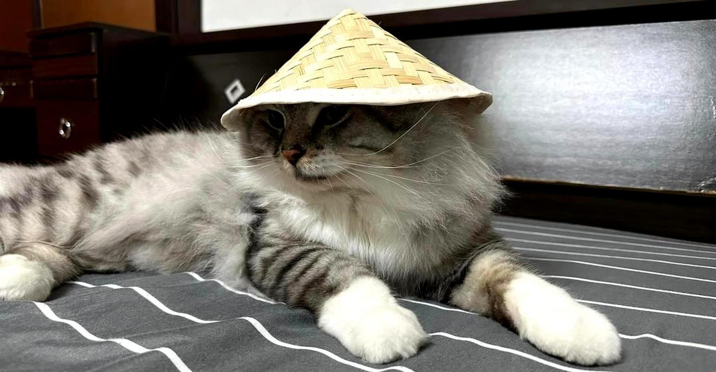 戴上小斗笠的猫,可以去垂钓了!