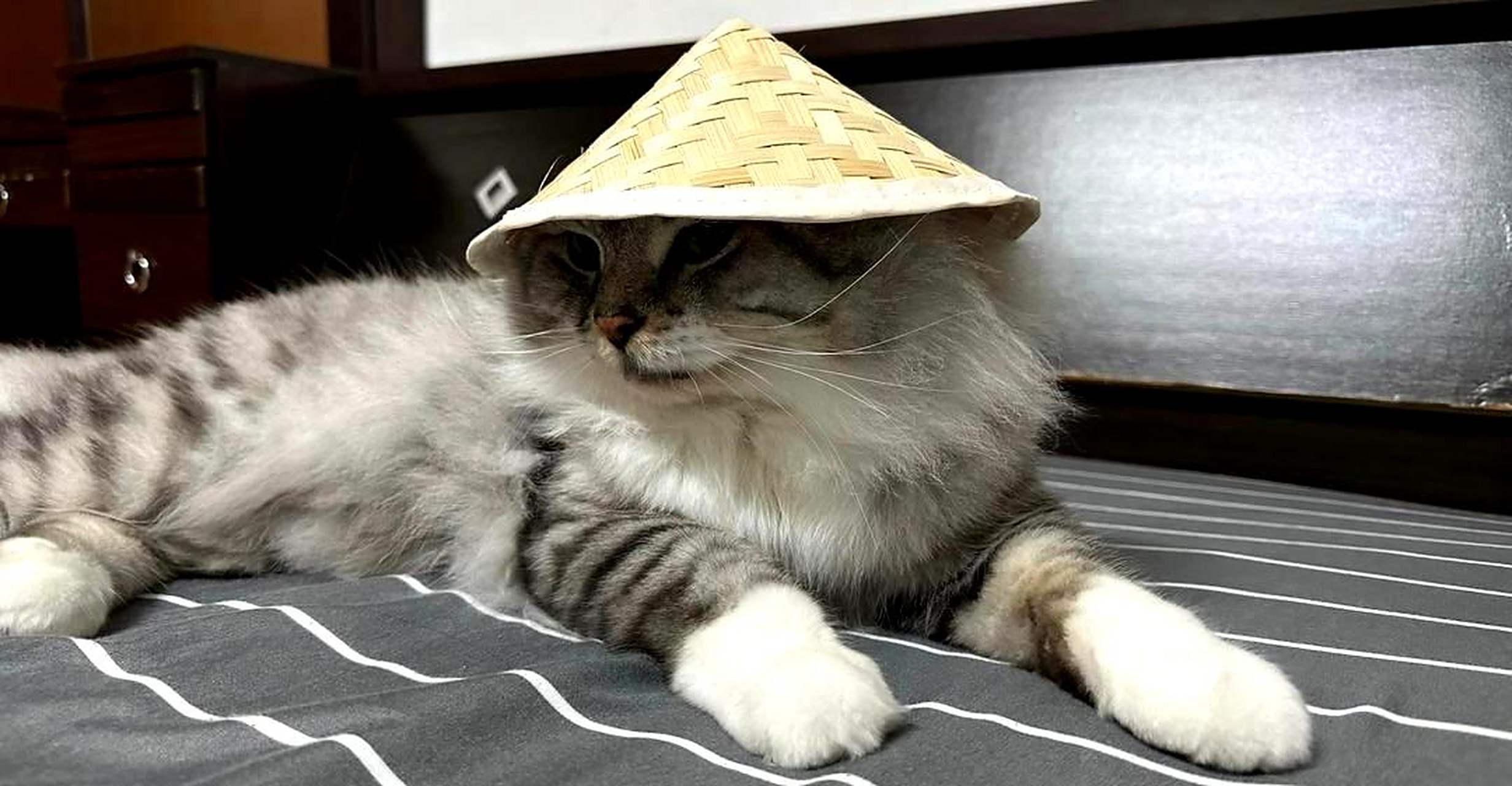 猫咪戴上小斗笠后,仿佛化身成了渔夫!网友:这是猫中之王啊!