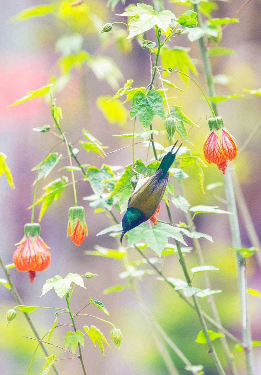 "打鸟"日志太阳鸟的独舞[尬笑]          百科太阳鸟,雀形目,太阳鸟科