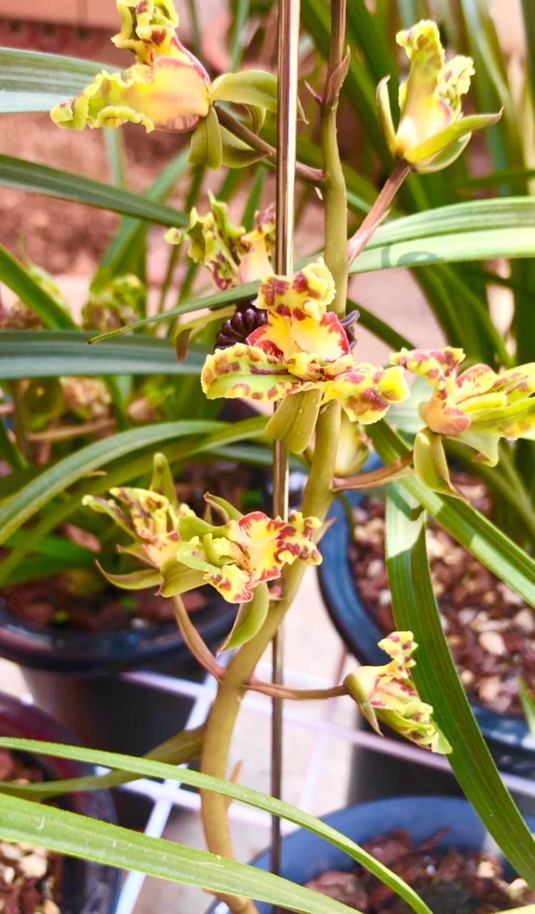 三星蝶兰花的栽种技巧,正确栽种开品更好 这盆兰花是蕙兰的三星蝶,前