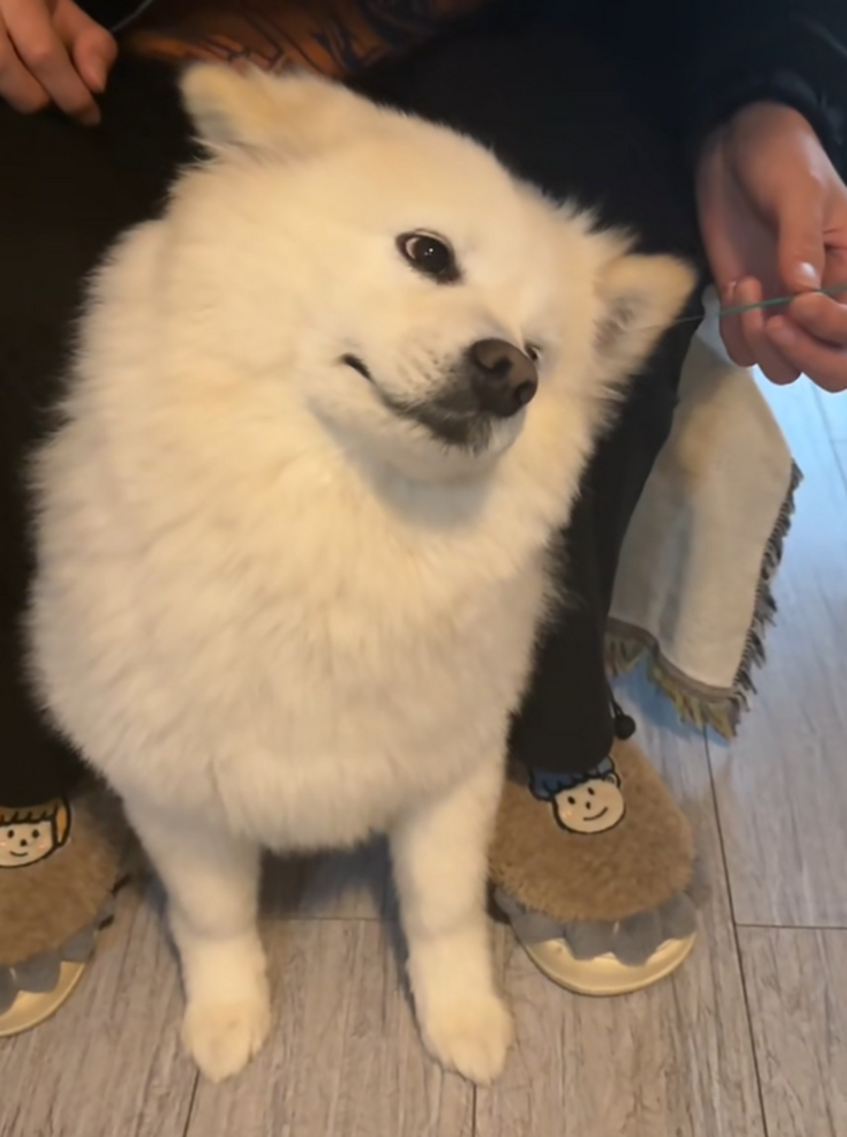 主人给狗狗掏耳朵,看得出来它好舒服.